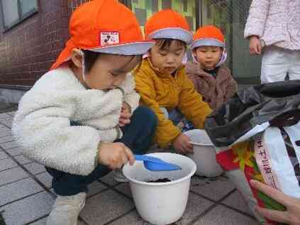 チューリップの球根を植えたよ（２歳児）