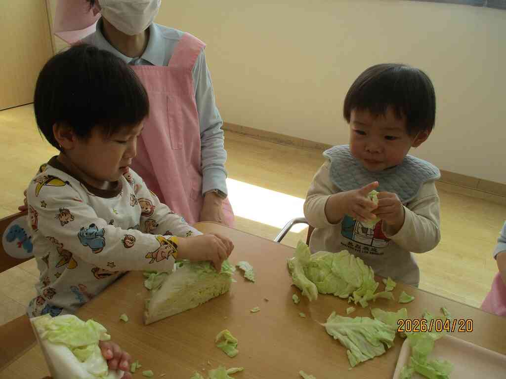 食育活動～春キャベツにふれよう～