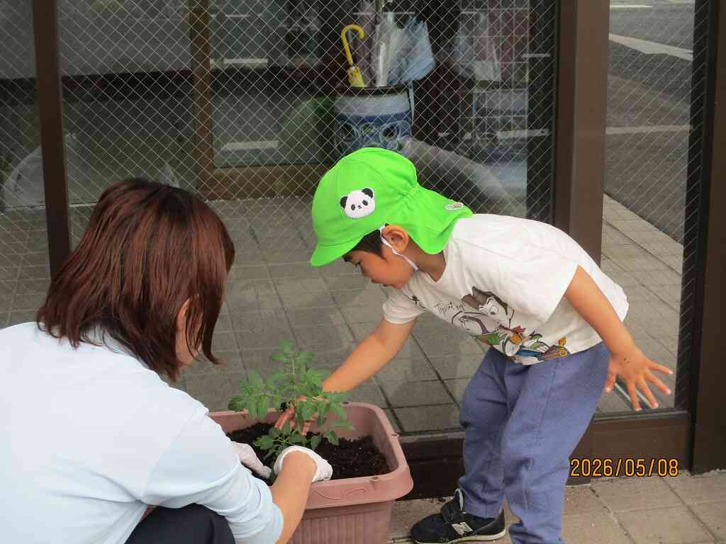 夏野菜の苗を植えました