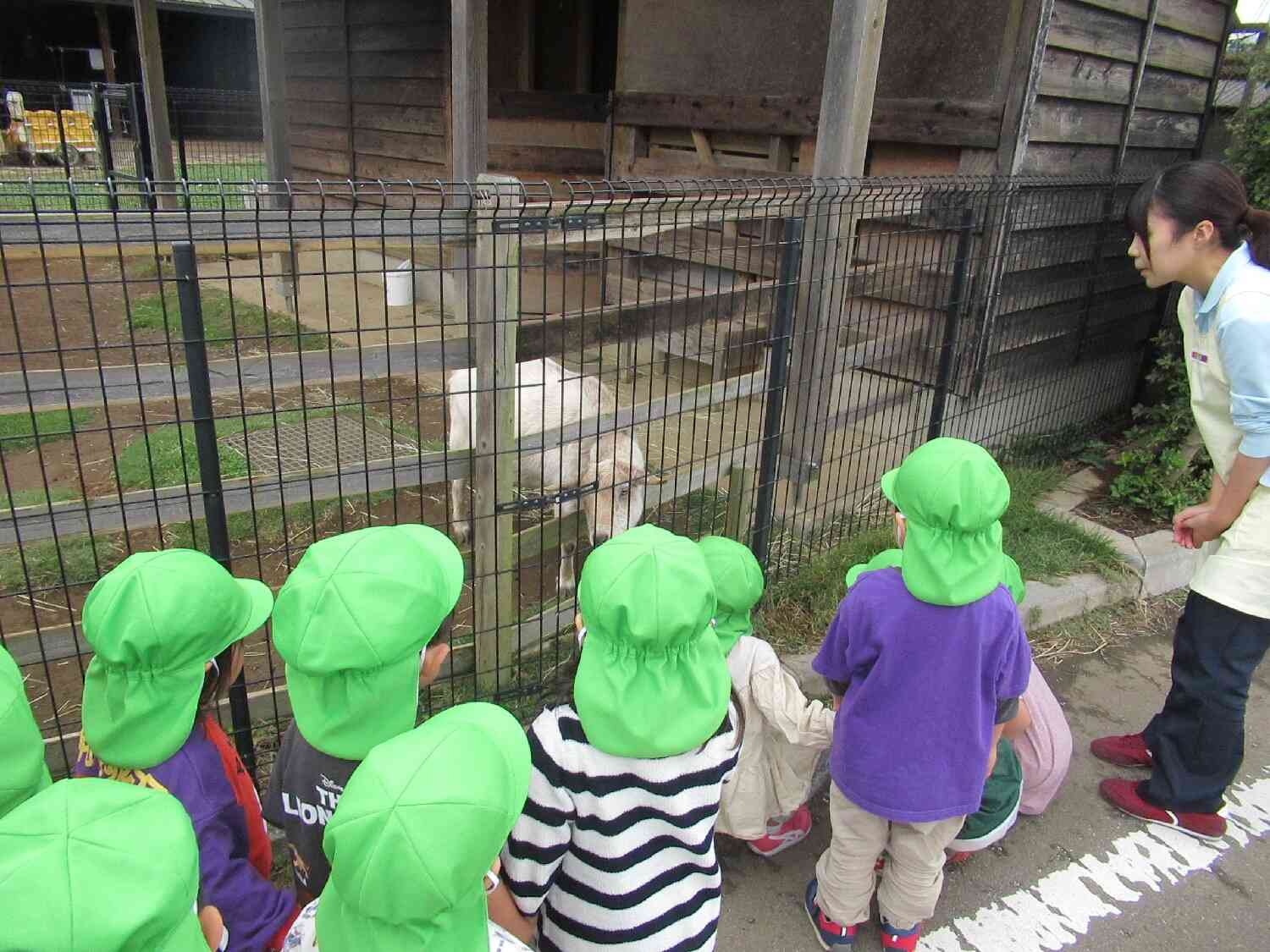 やぎさんにも会いに行ったよ☆