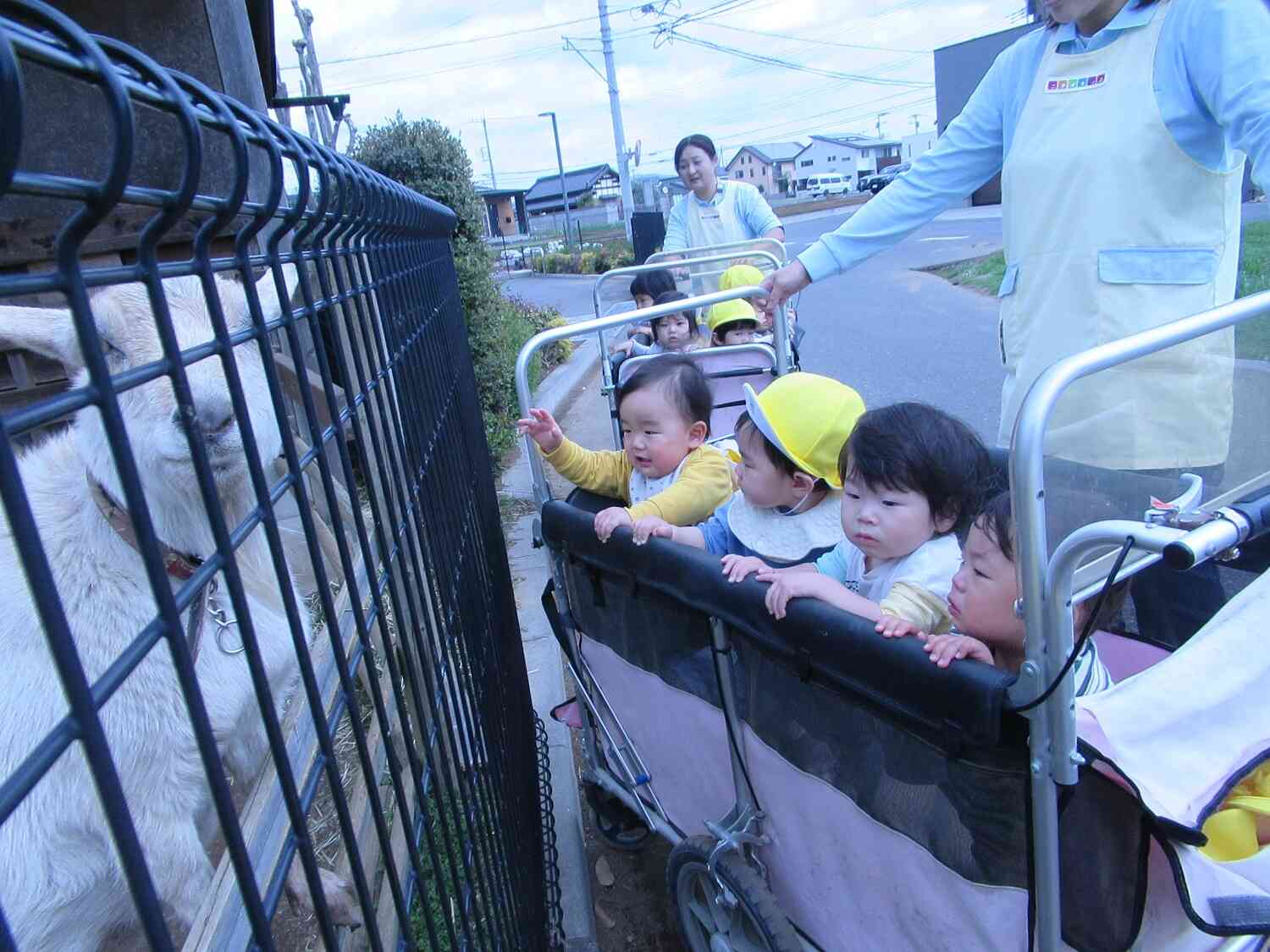 ヤギにご挨拶☆