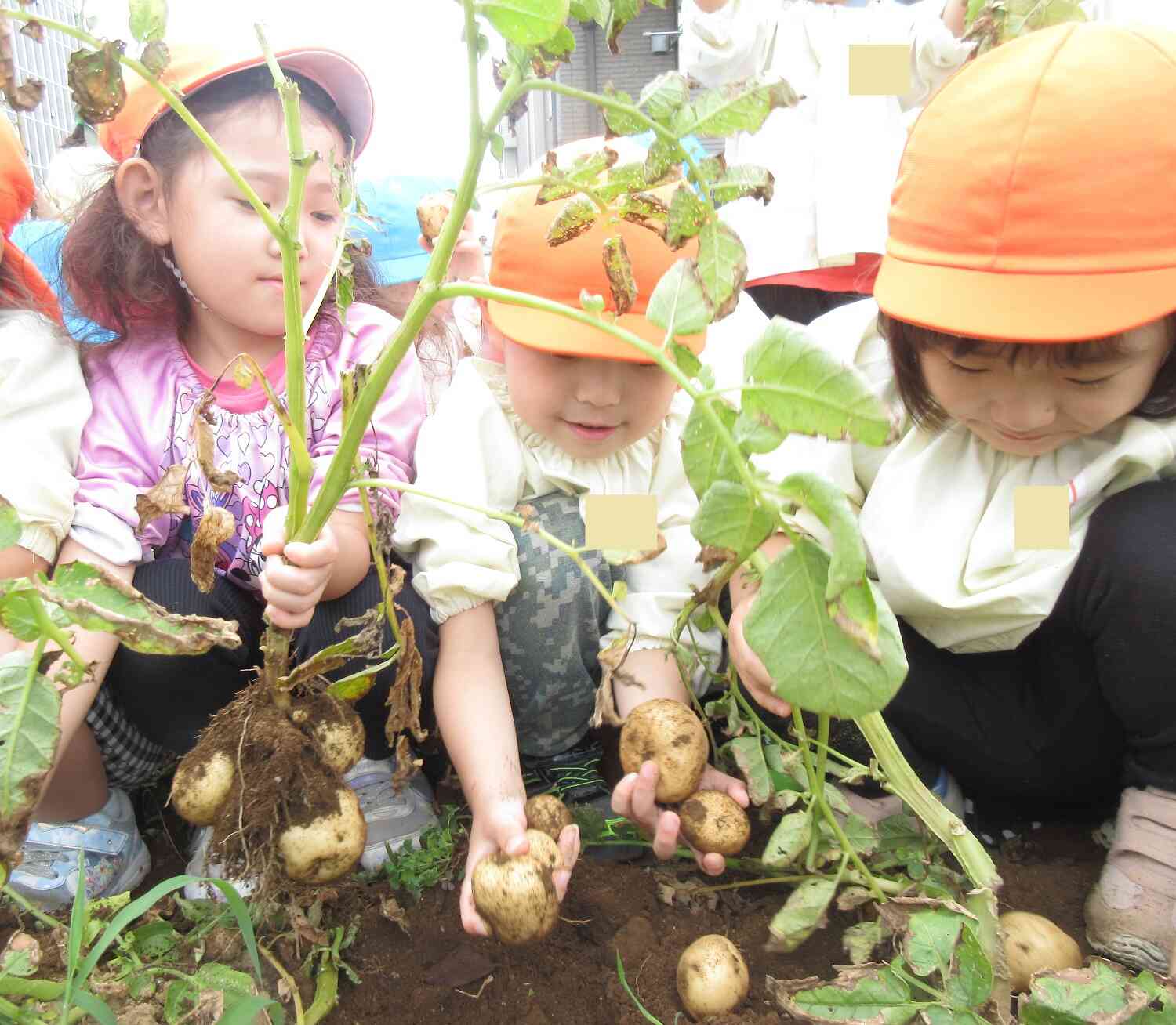 じゃがいも掘りから食育へ☆彡