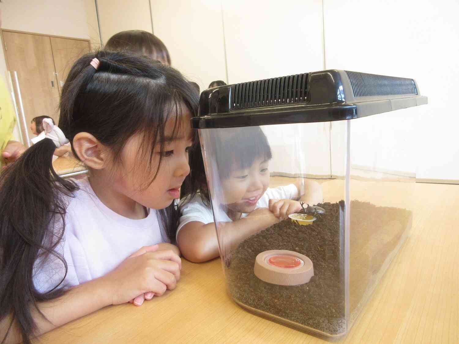 お部屋でカブト虫を観察！！