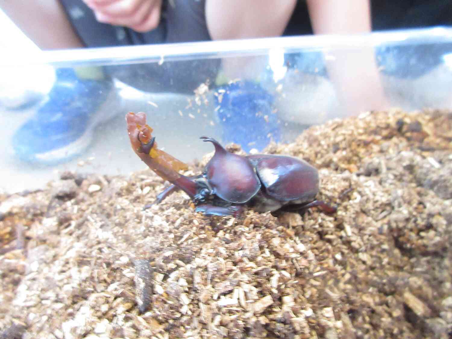 きりん組STEAM☆カブト虫観察
