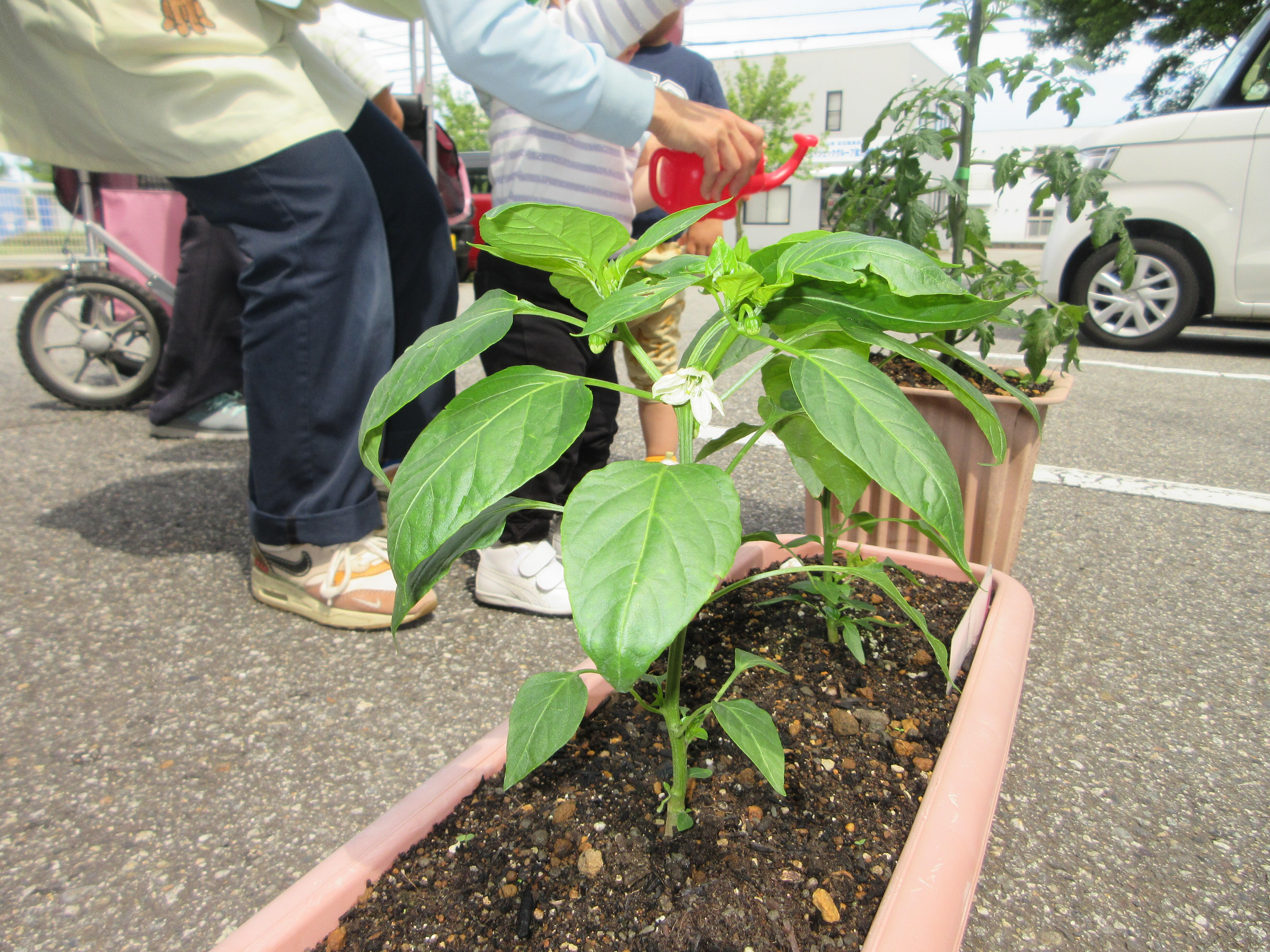 お花が咲いたよ！