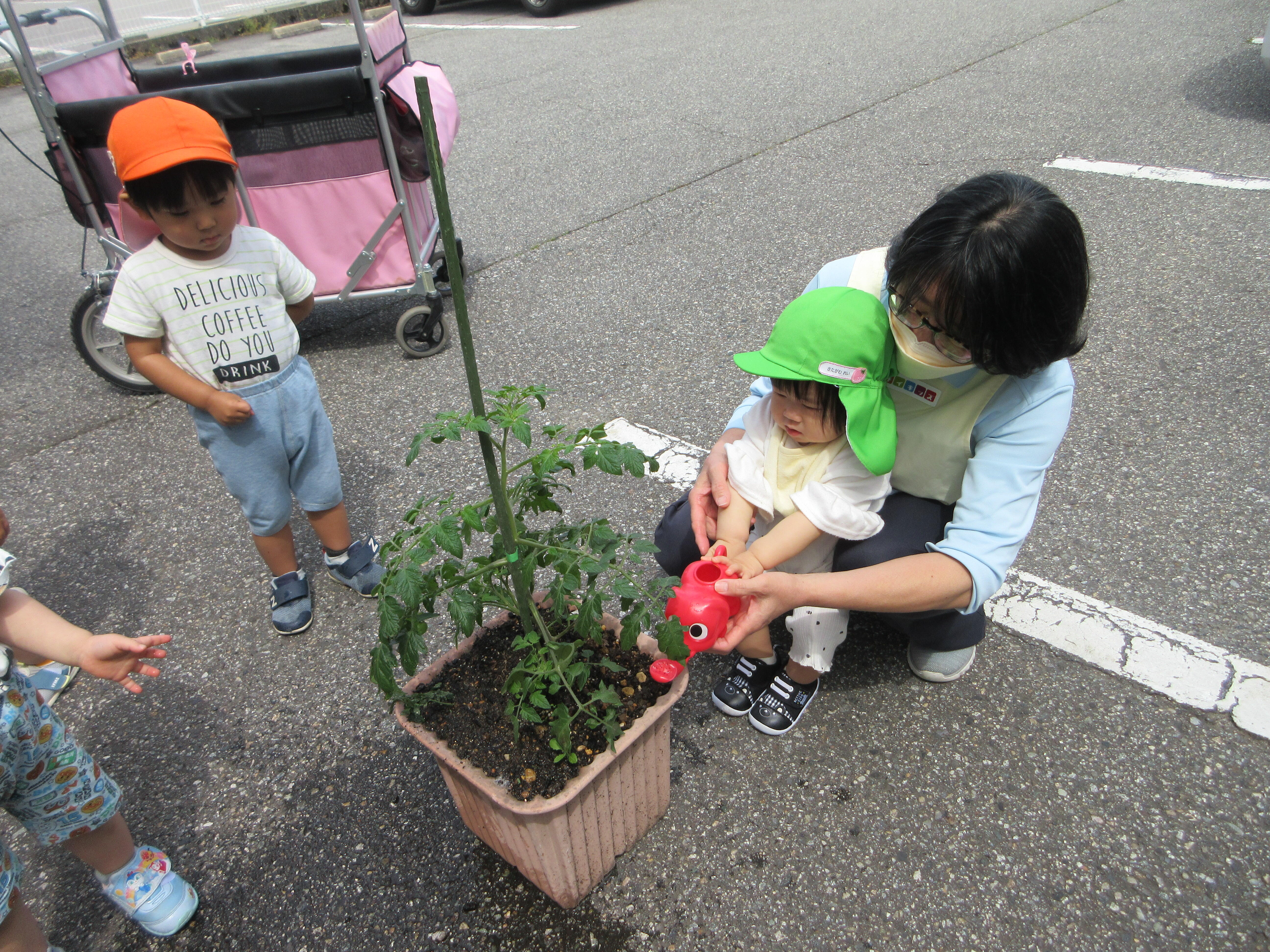 野菜の生長記録①