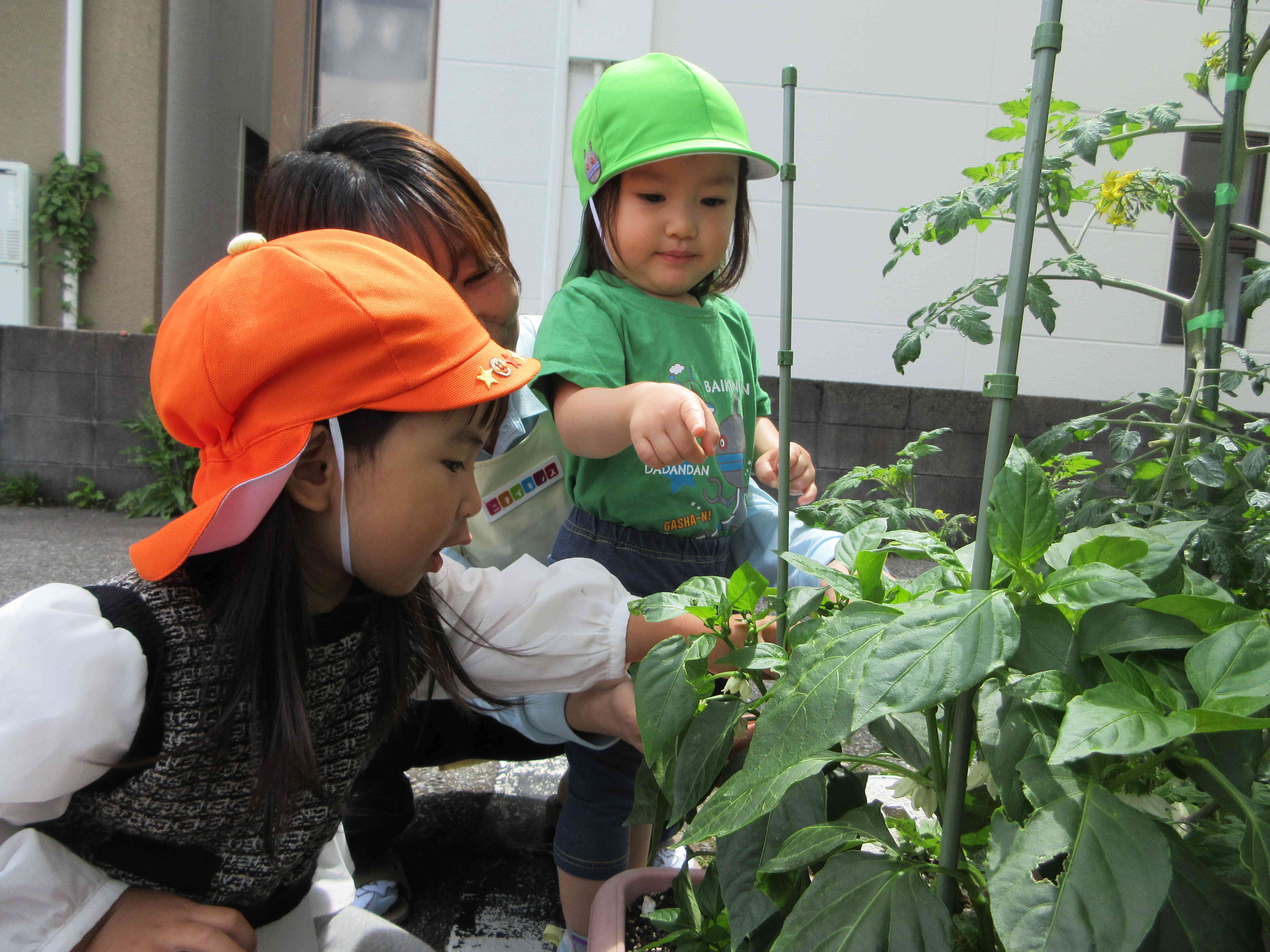 野菜の生長記録②