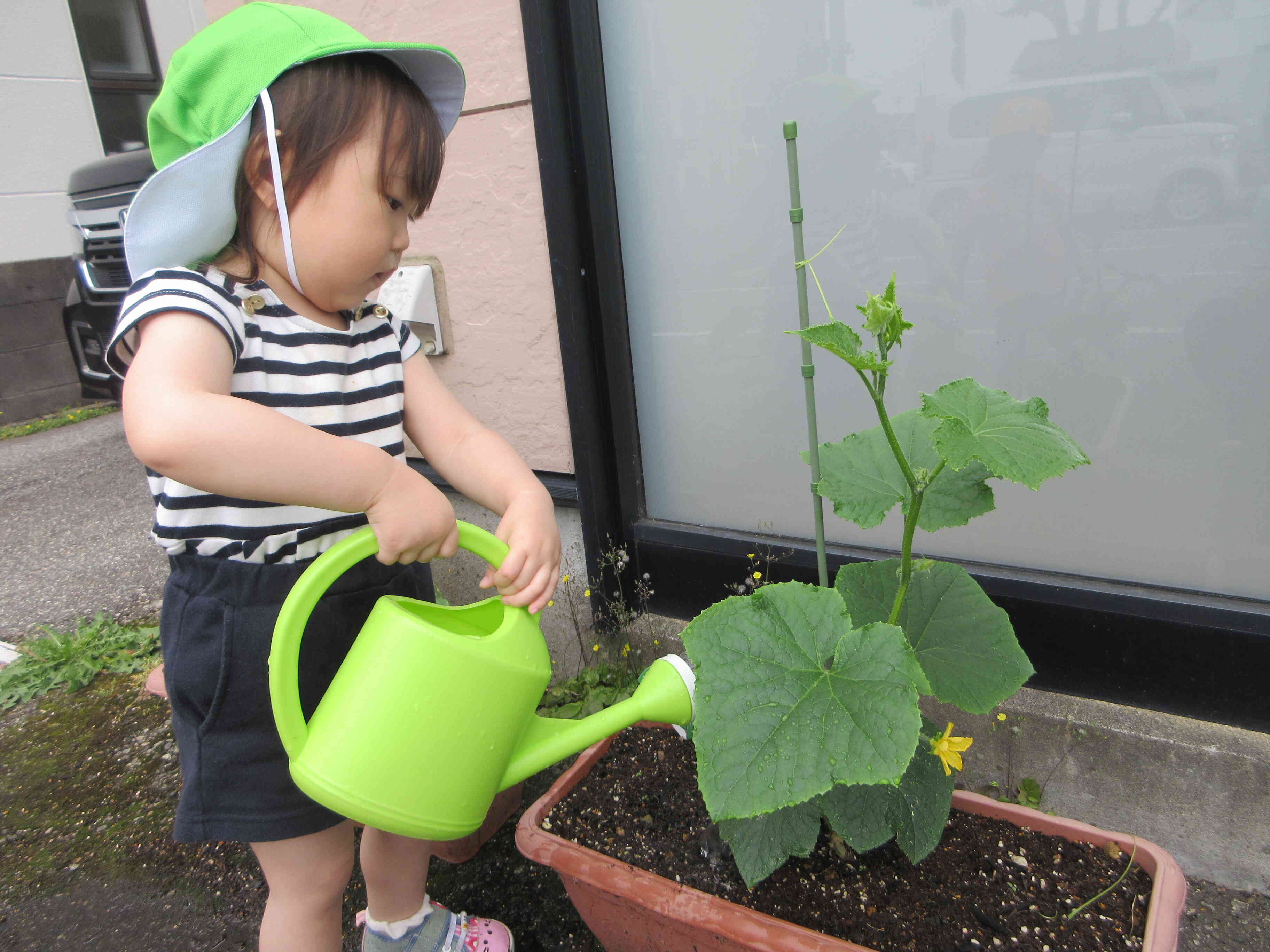 野菜の生長記録①