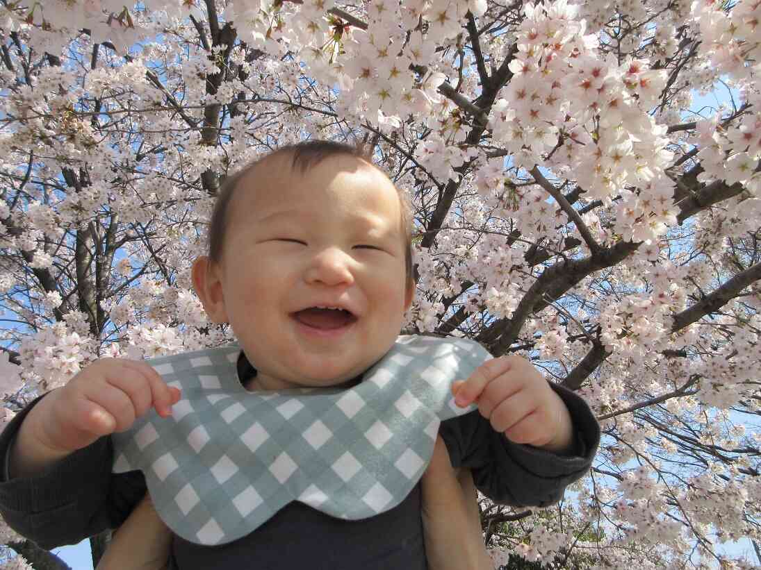 桜きれいだね～