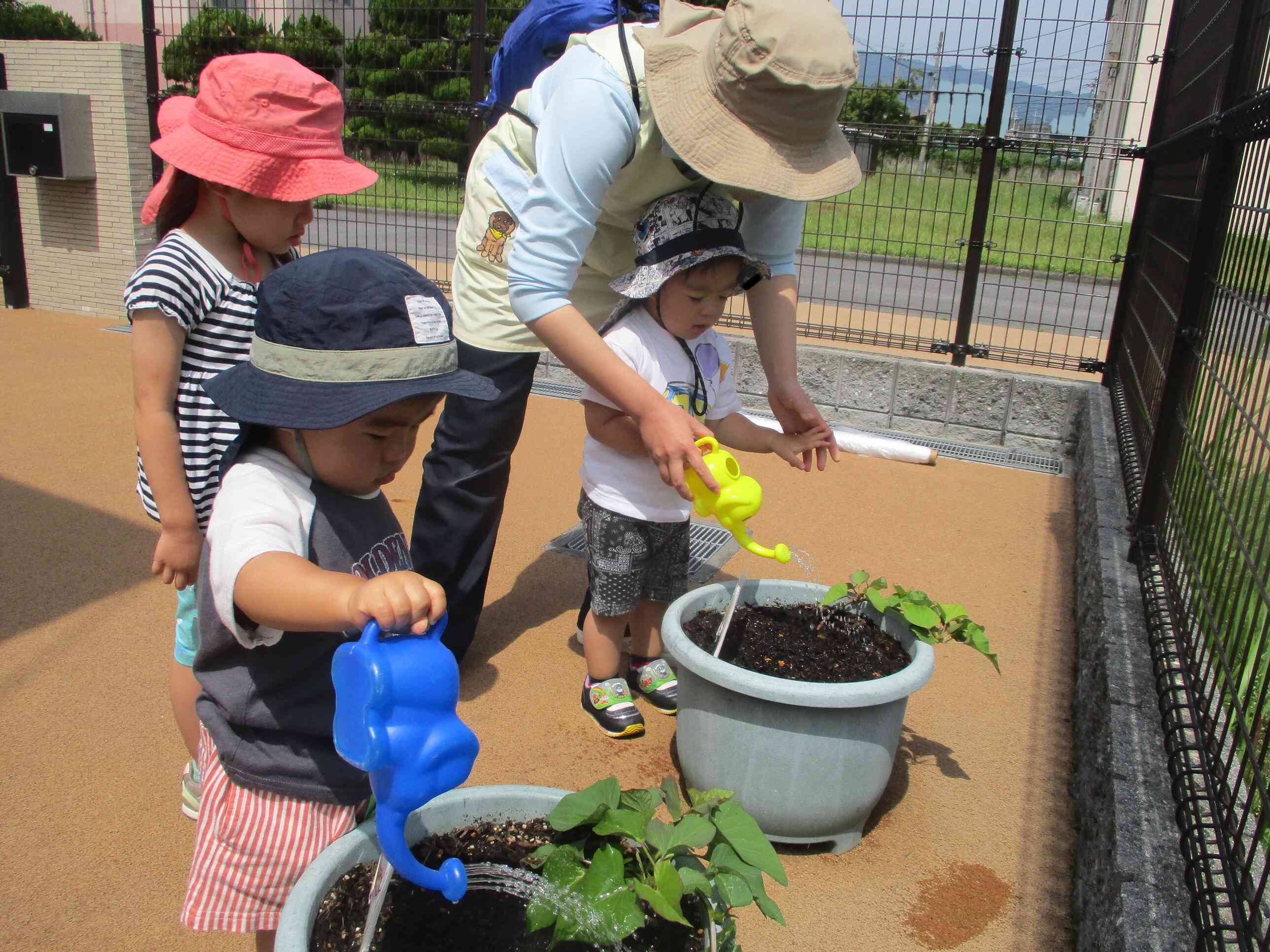 夏野菜のお世話