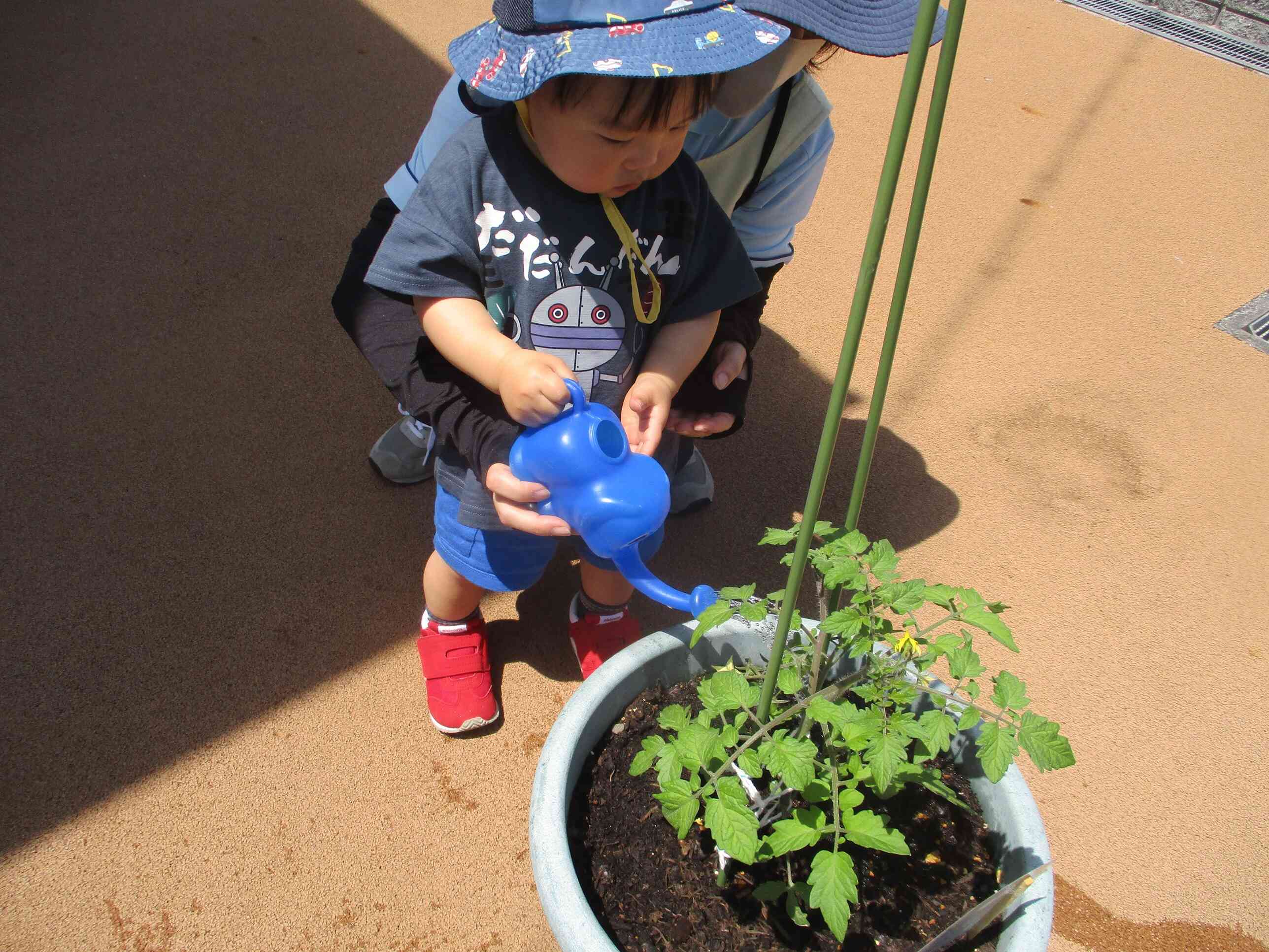 水やり