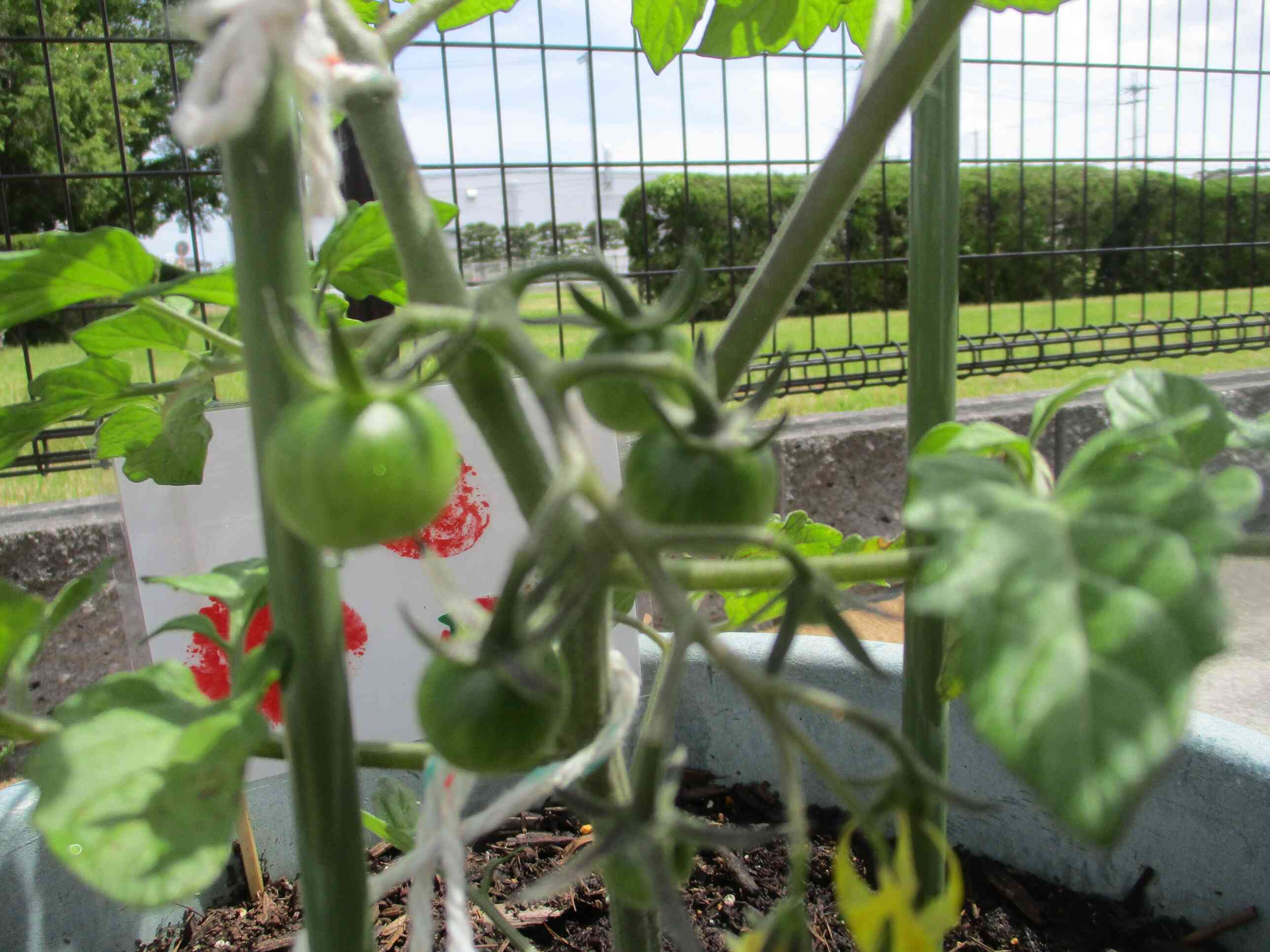 夏野菜