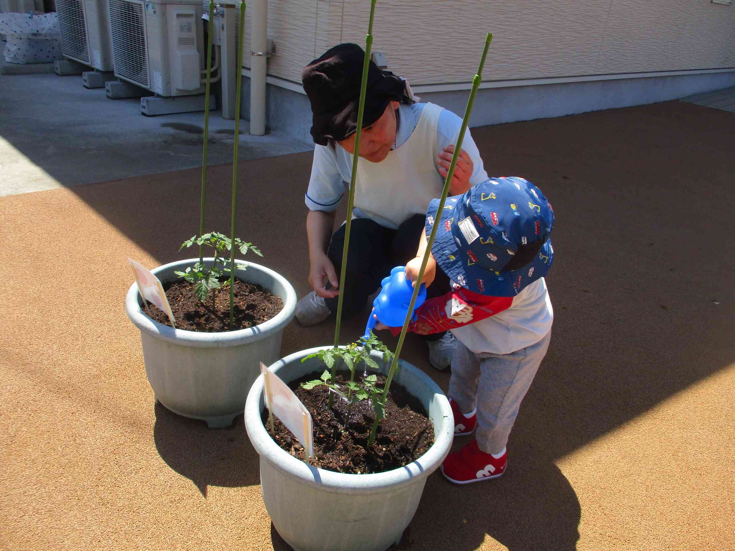 水やり