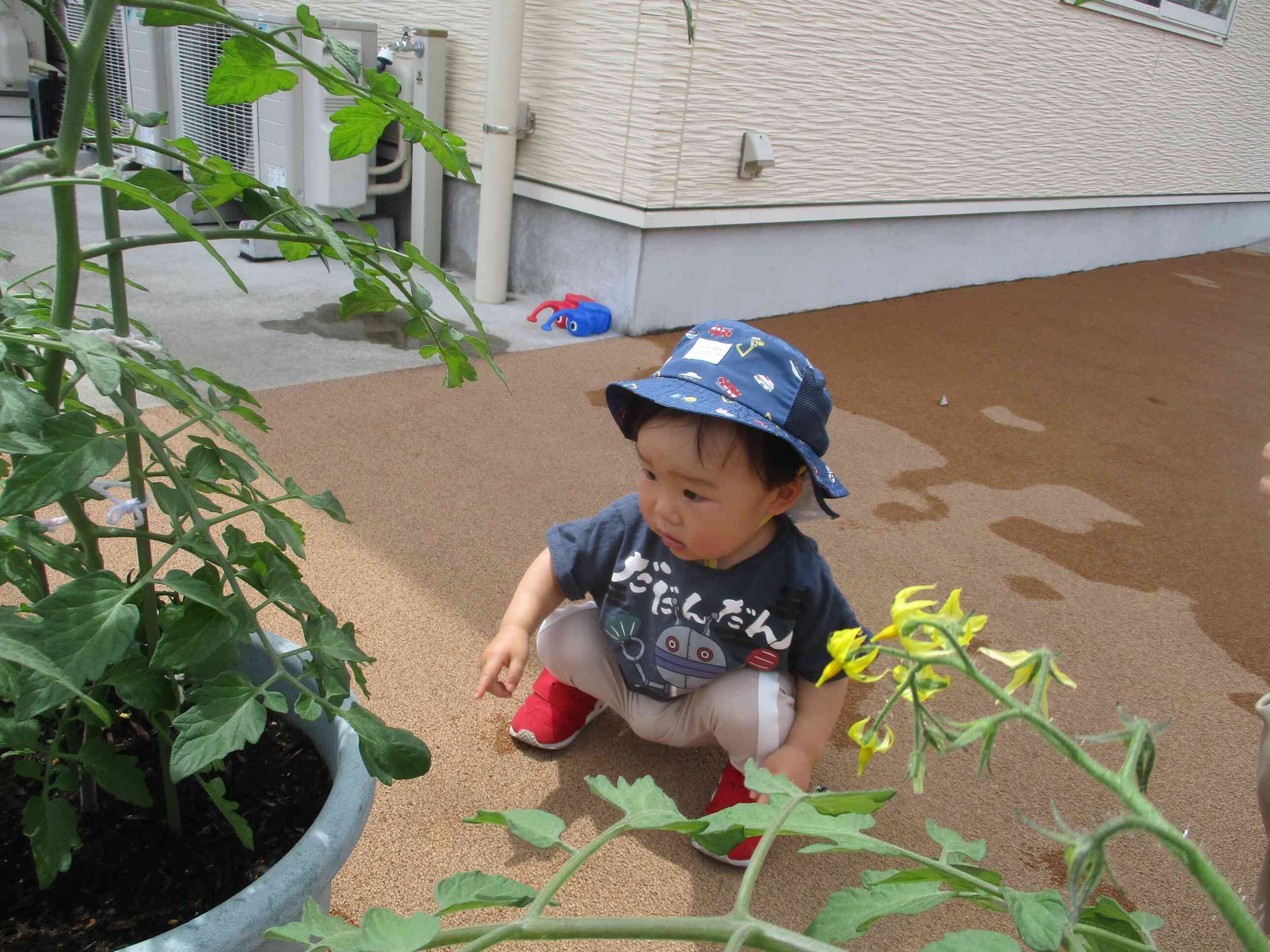 観察