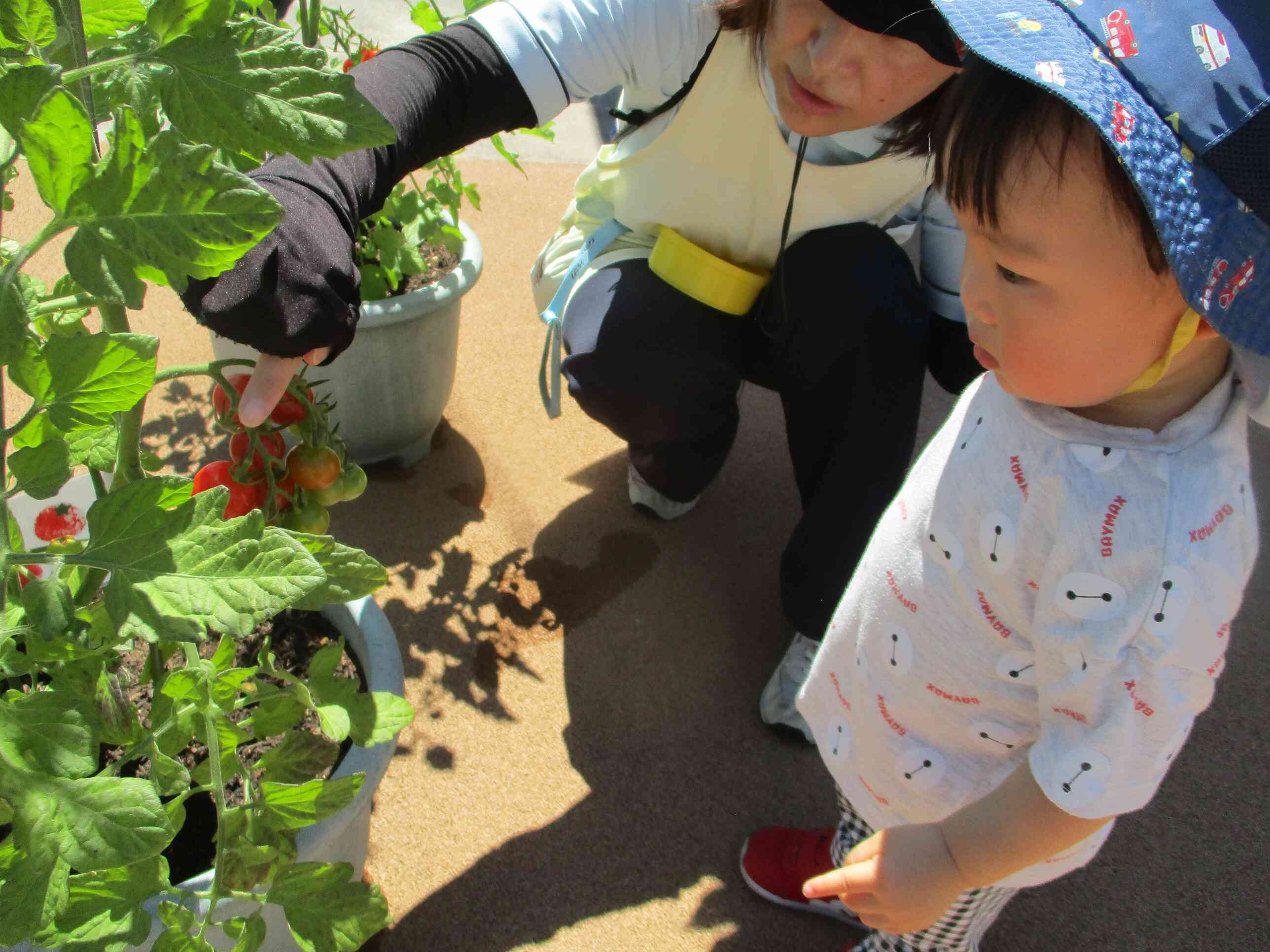夏野菜