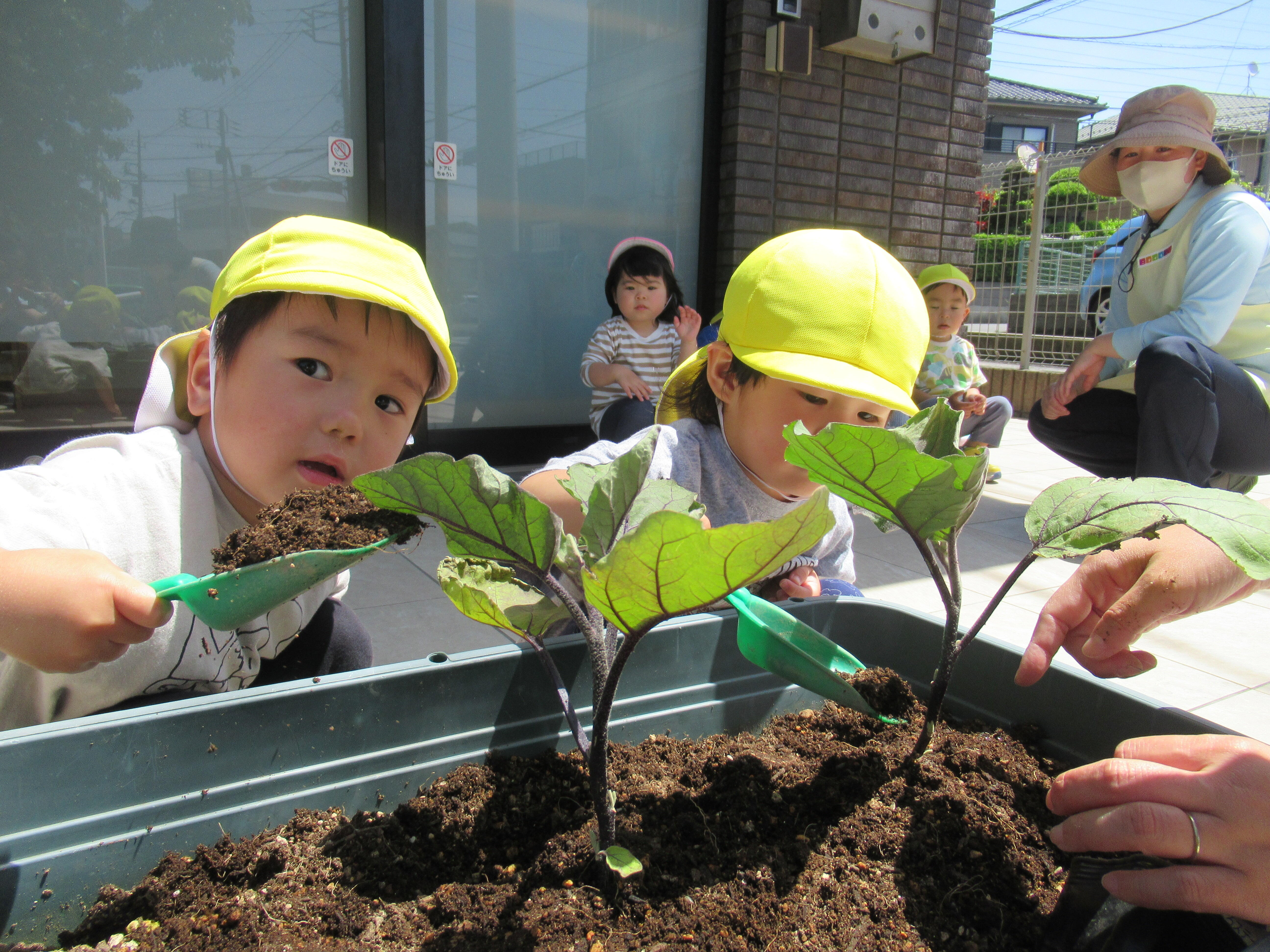 うさぎ組（2歳児） 食育（野菜の苗植え）をしたよ！｜ニチイキッズ