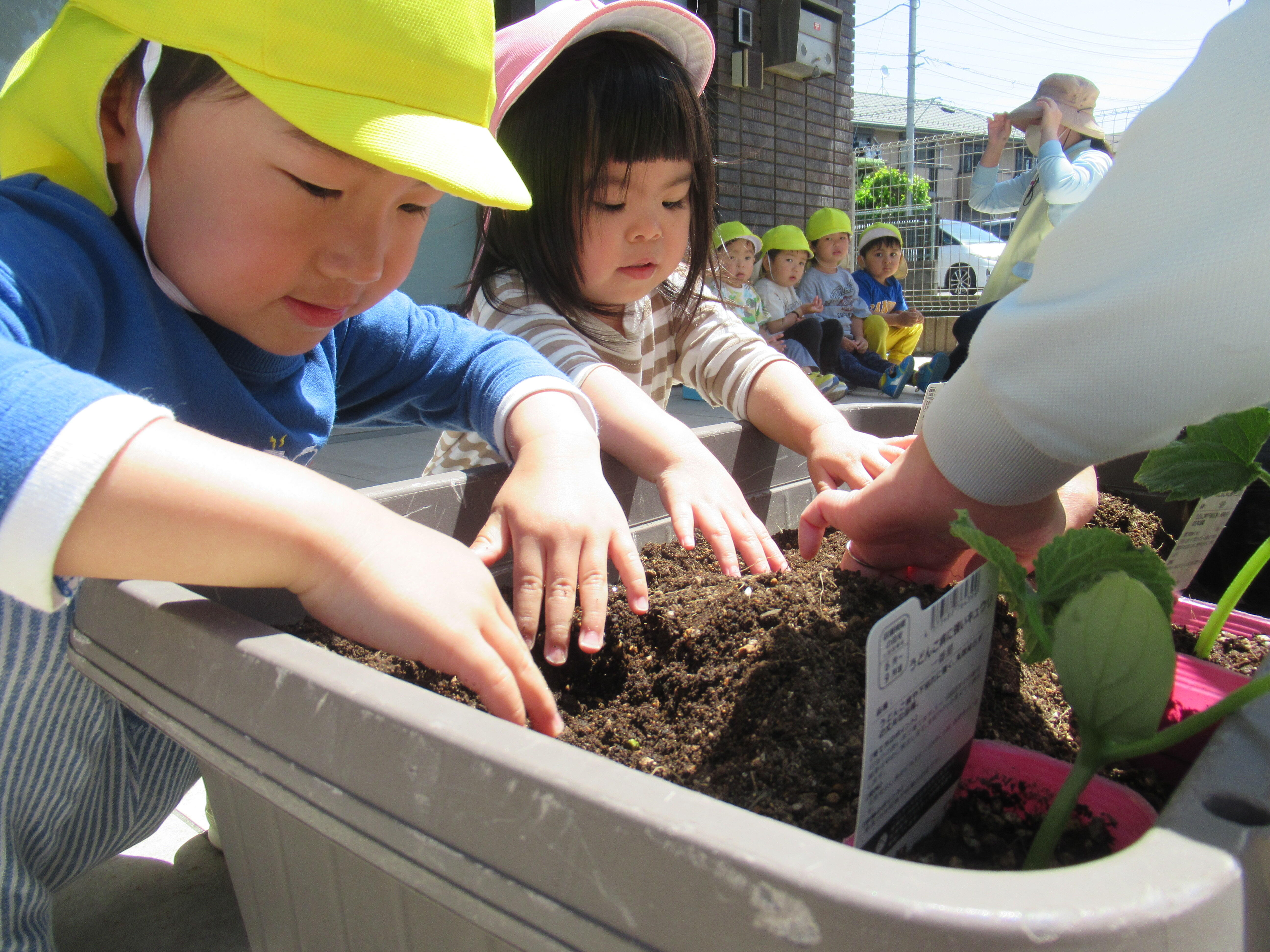 うさぎ組（2歳児） 食育（野菜の苗植え）をしたよ！｜ニチイキッズ