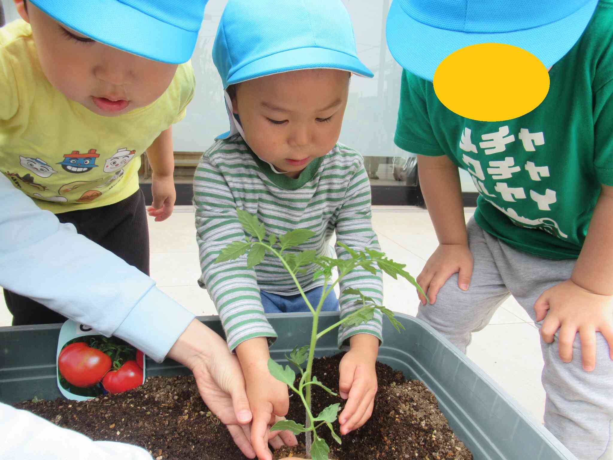 食育「野菜の苗植え」(2歳児 うさぎ組)