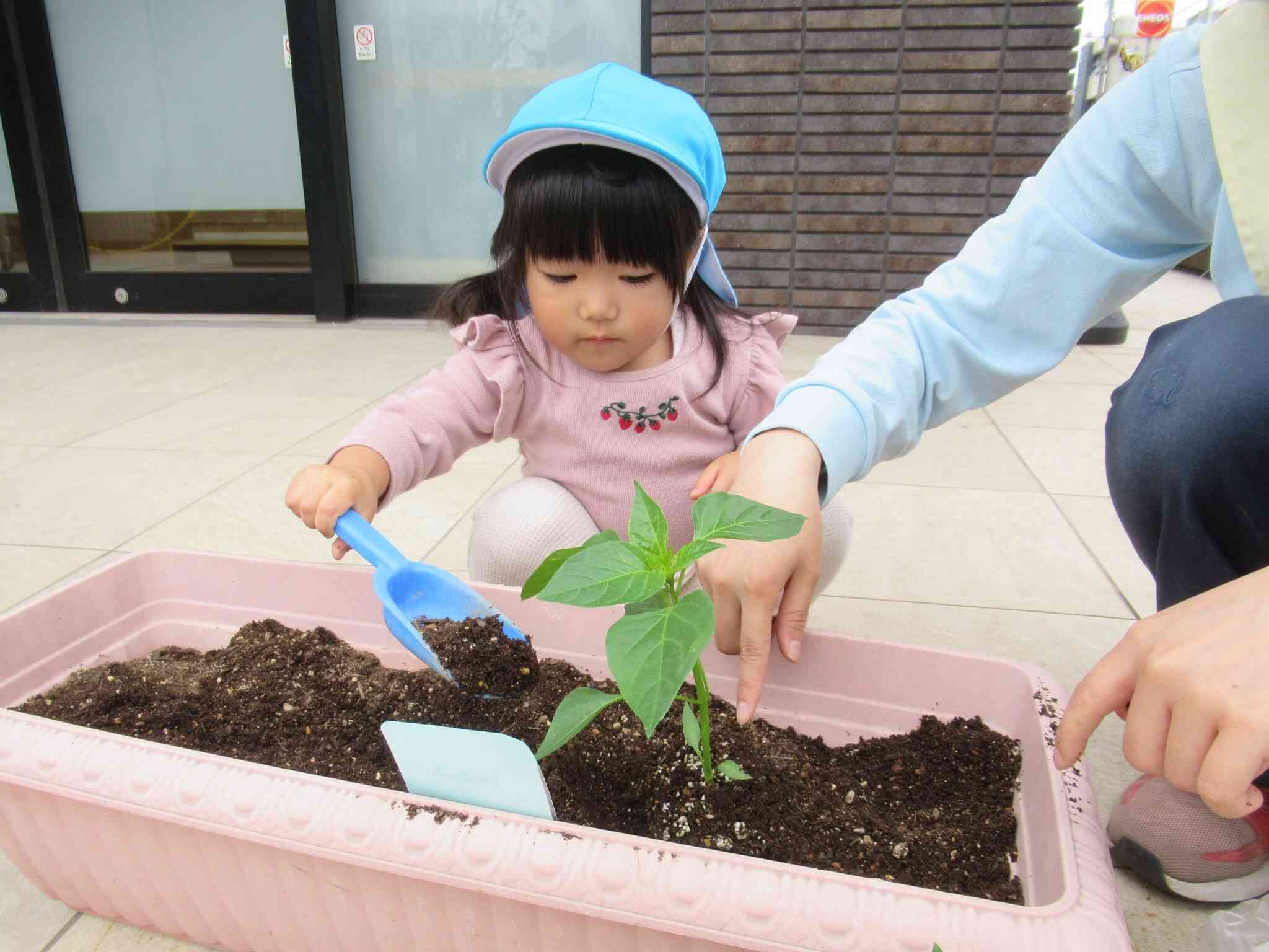 苗を植えたら優しく土をかけます！
