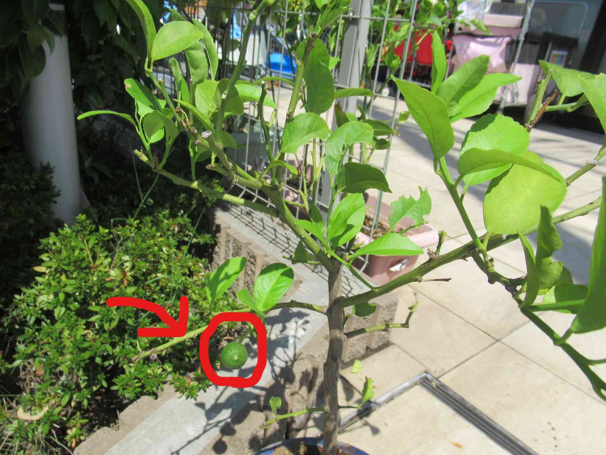 おまけ・・・レモンの木には小さな小さなレモンの実がつきました！