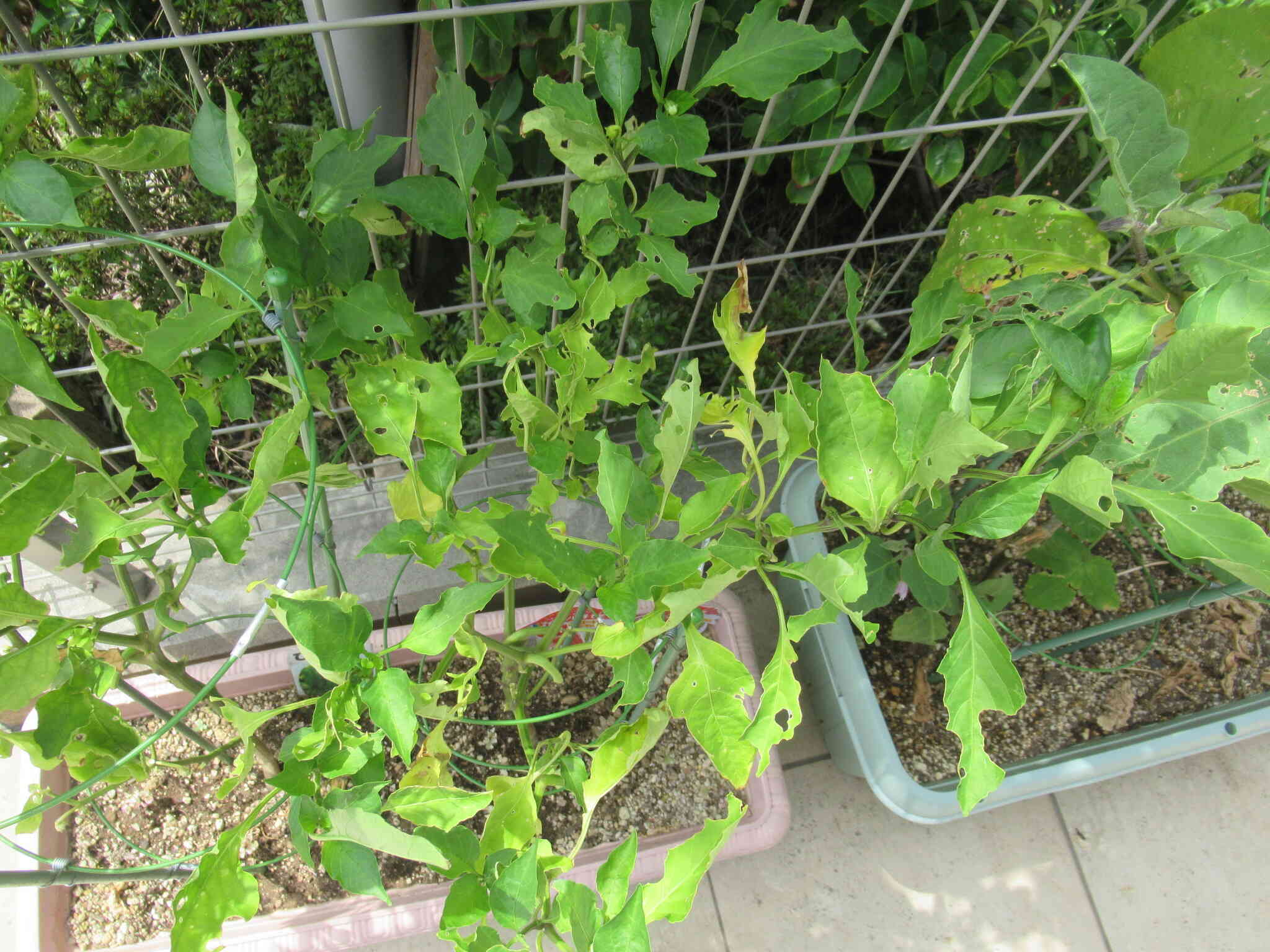 お庭の昆虫さんたち