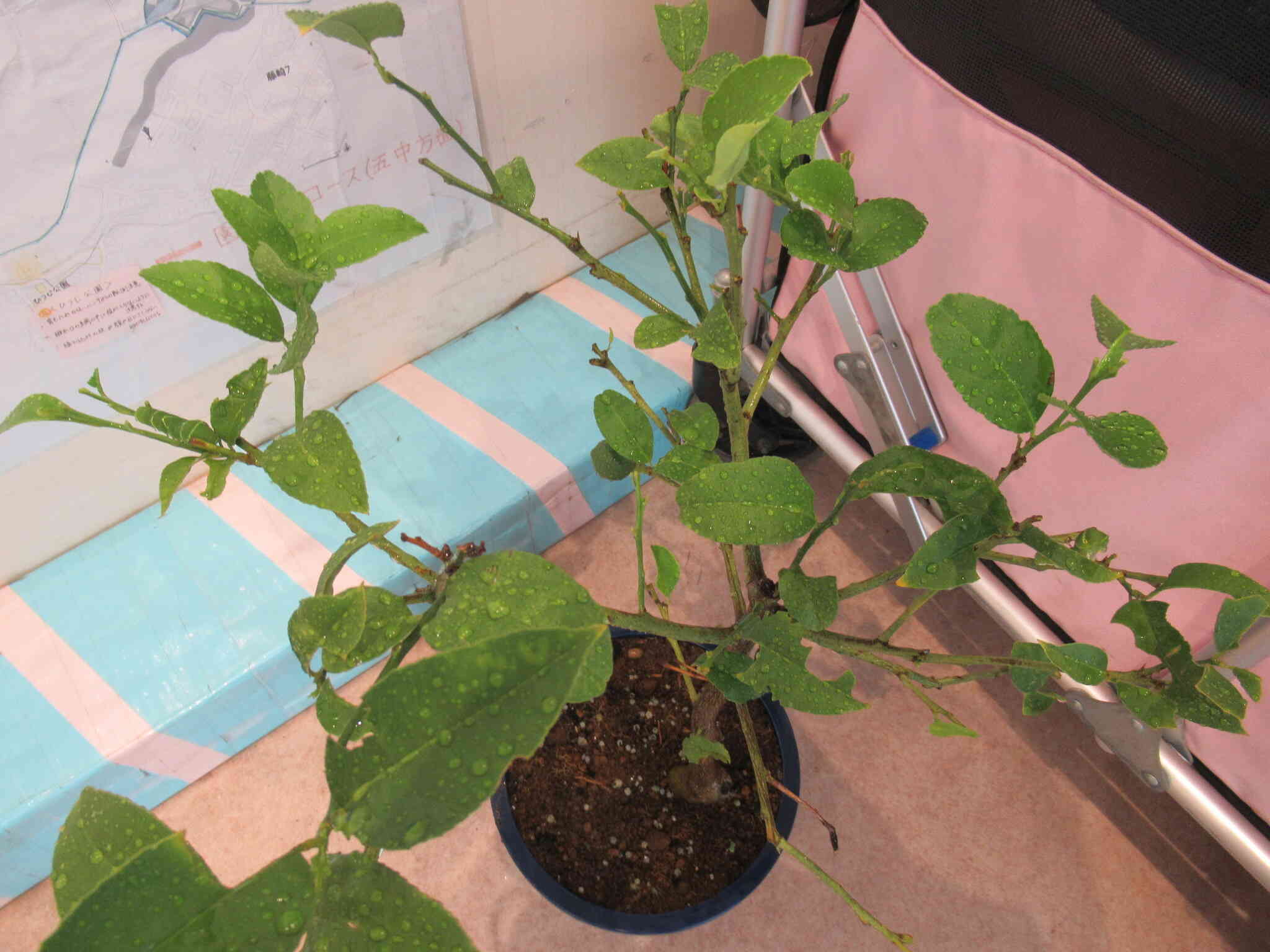 レモンの木のあおむしくんも探してみてね♡