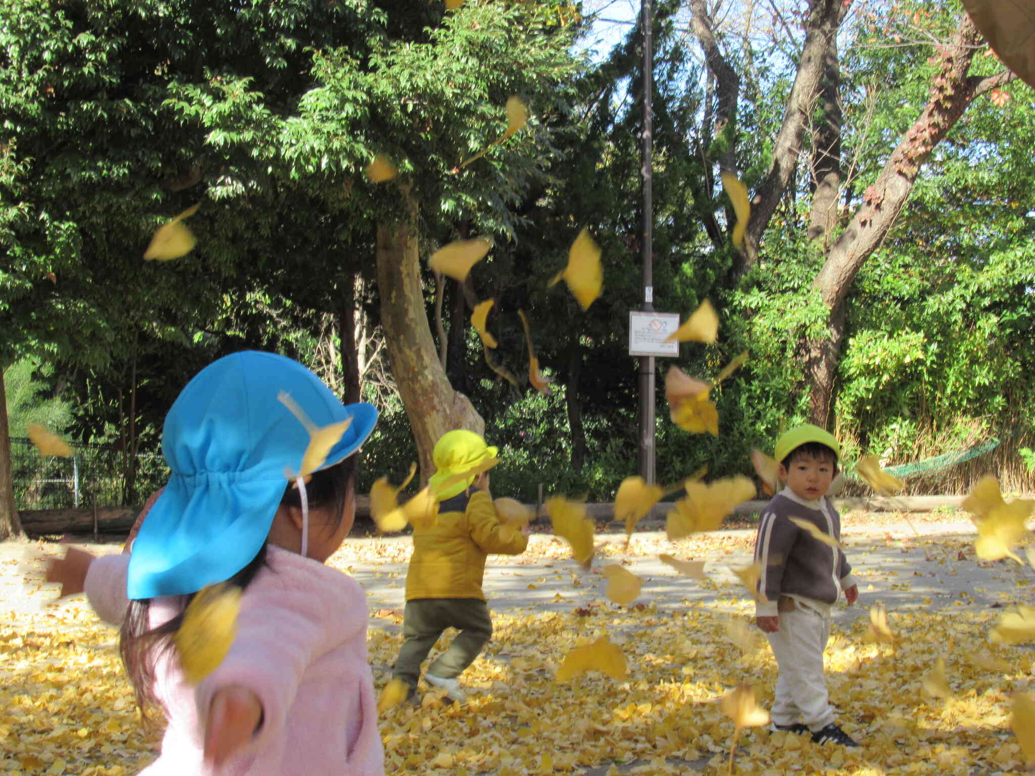 いちめん黄色の落ち葉遊び