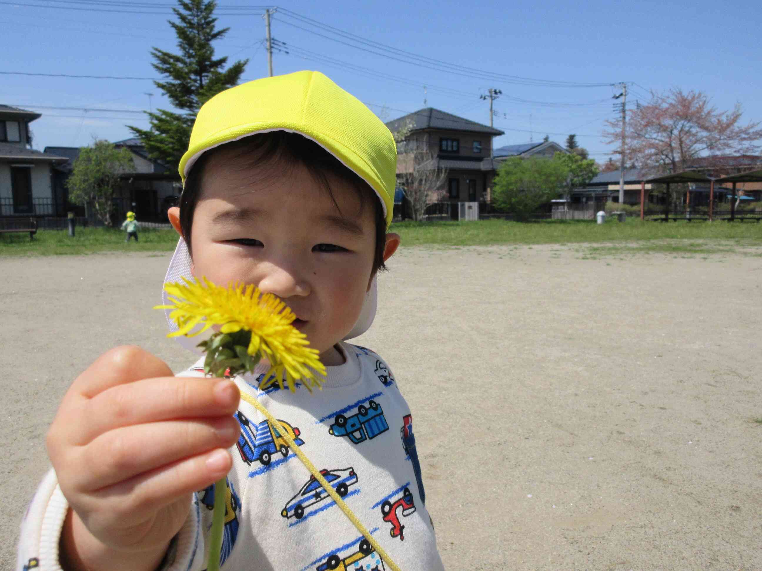 大好きなたんぽぽ発見！