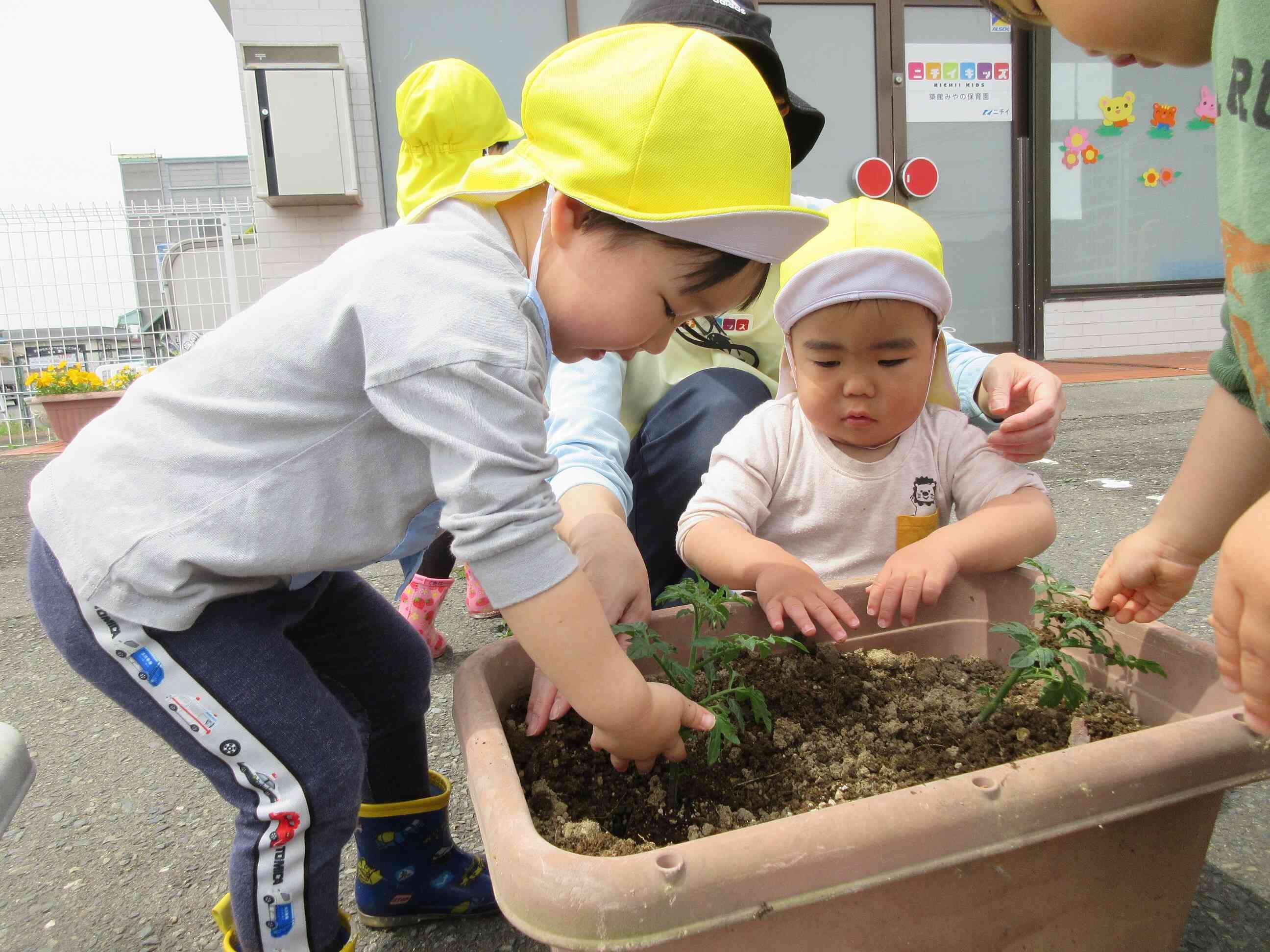 夏野菜を植えよう！食育活動（2歳児）