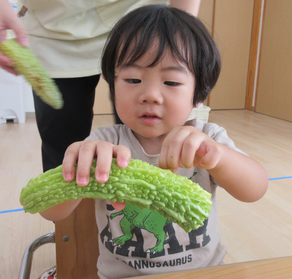 ゴーヤってボコボコしているんだね