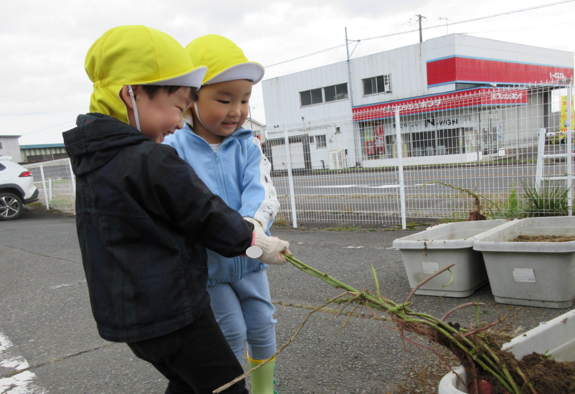 「おいもさんが見えてきたよ」
