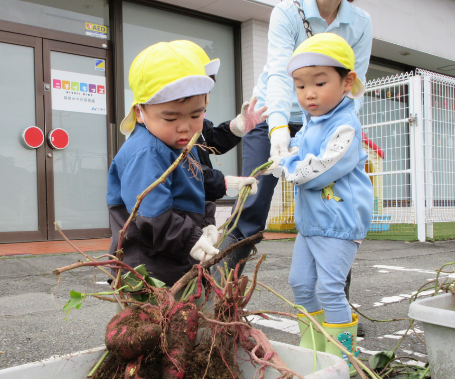 さつまいも大収穫！
