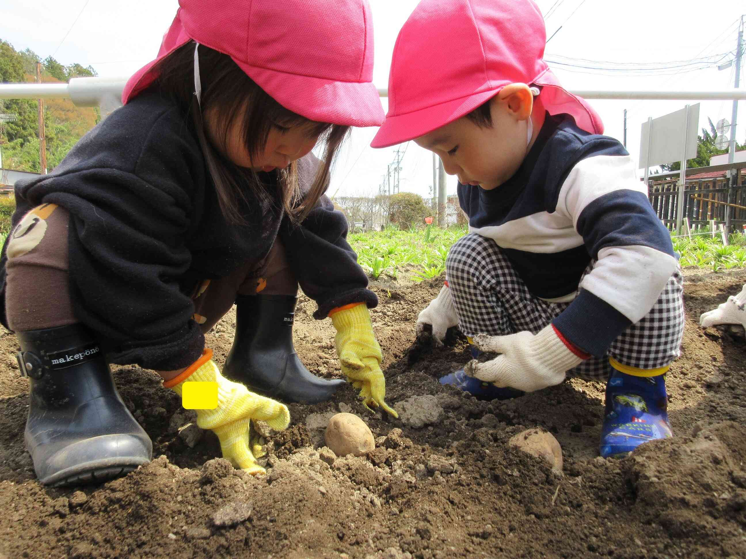 じゃがいも植えをしました♪（食育活動）～２歳児～