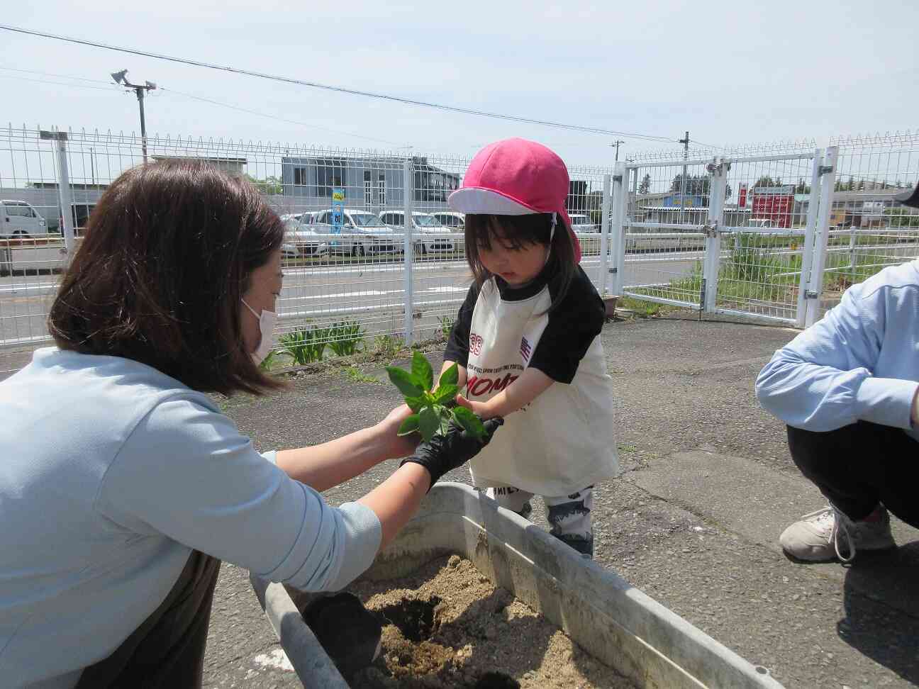 夏野菜を植えたよ！