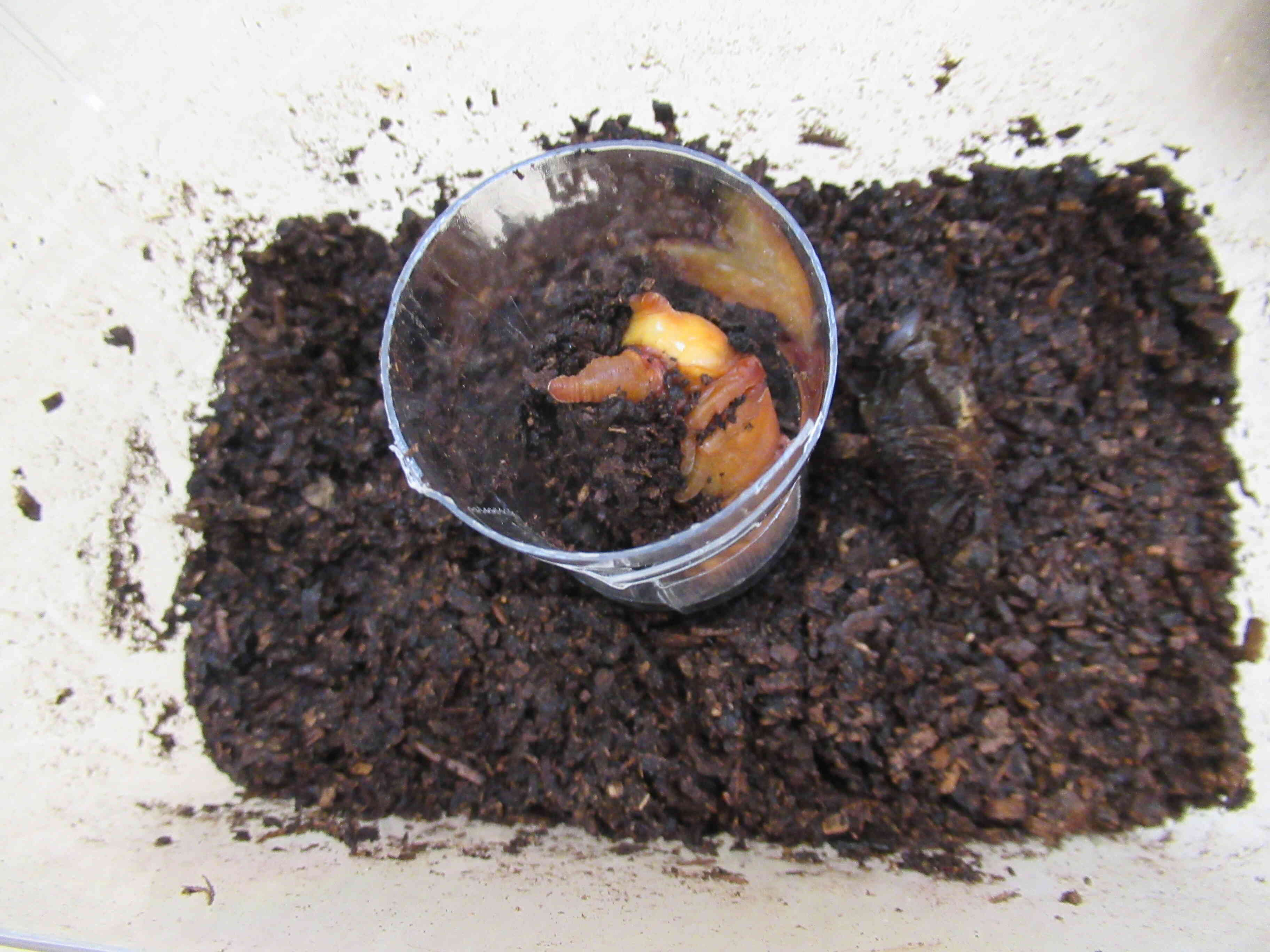 ☆カブトムシの成長