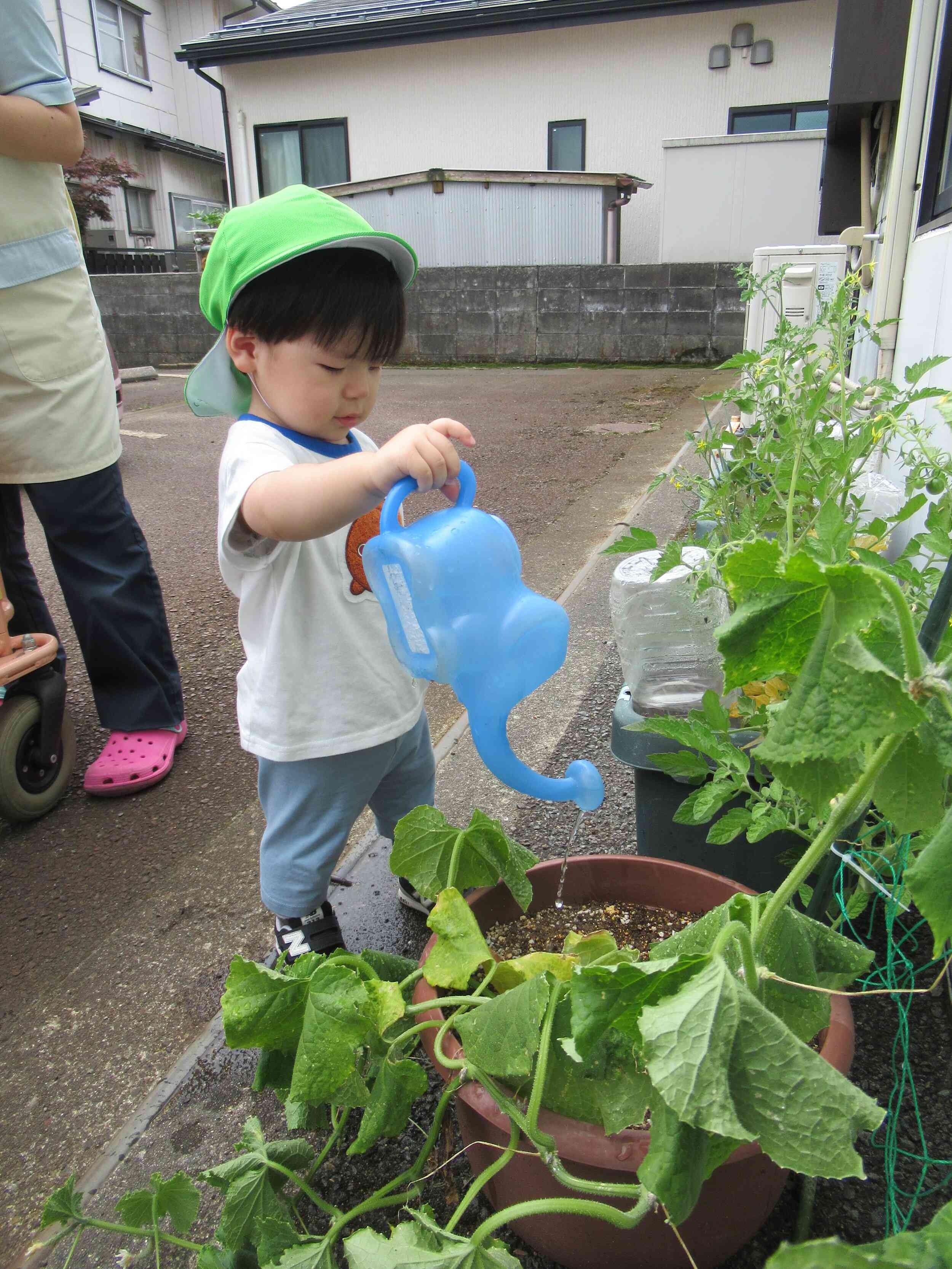 ☆きゅうりが大きくなったよ☆