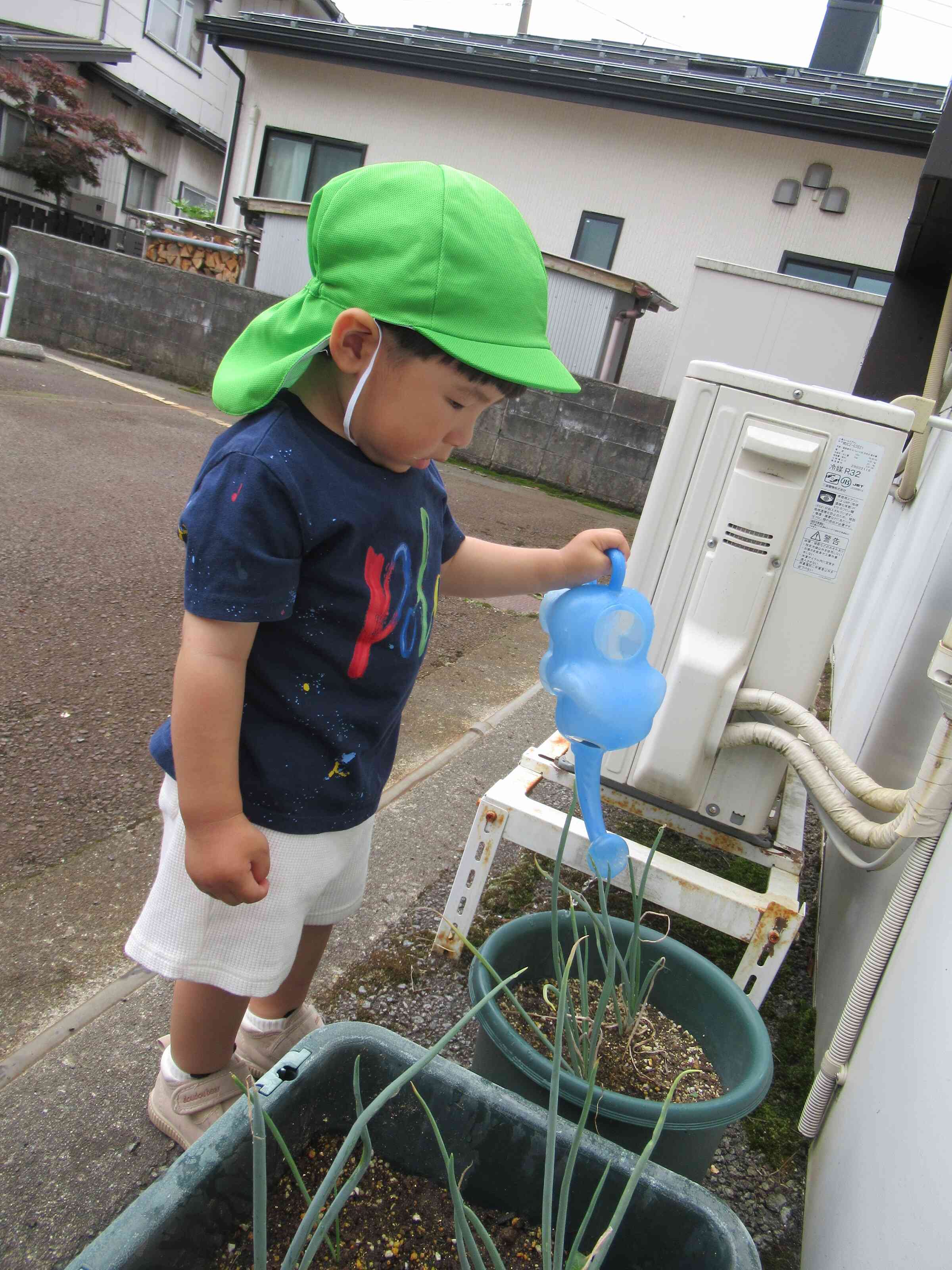 玉ねぎも大きくなってね☆