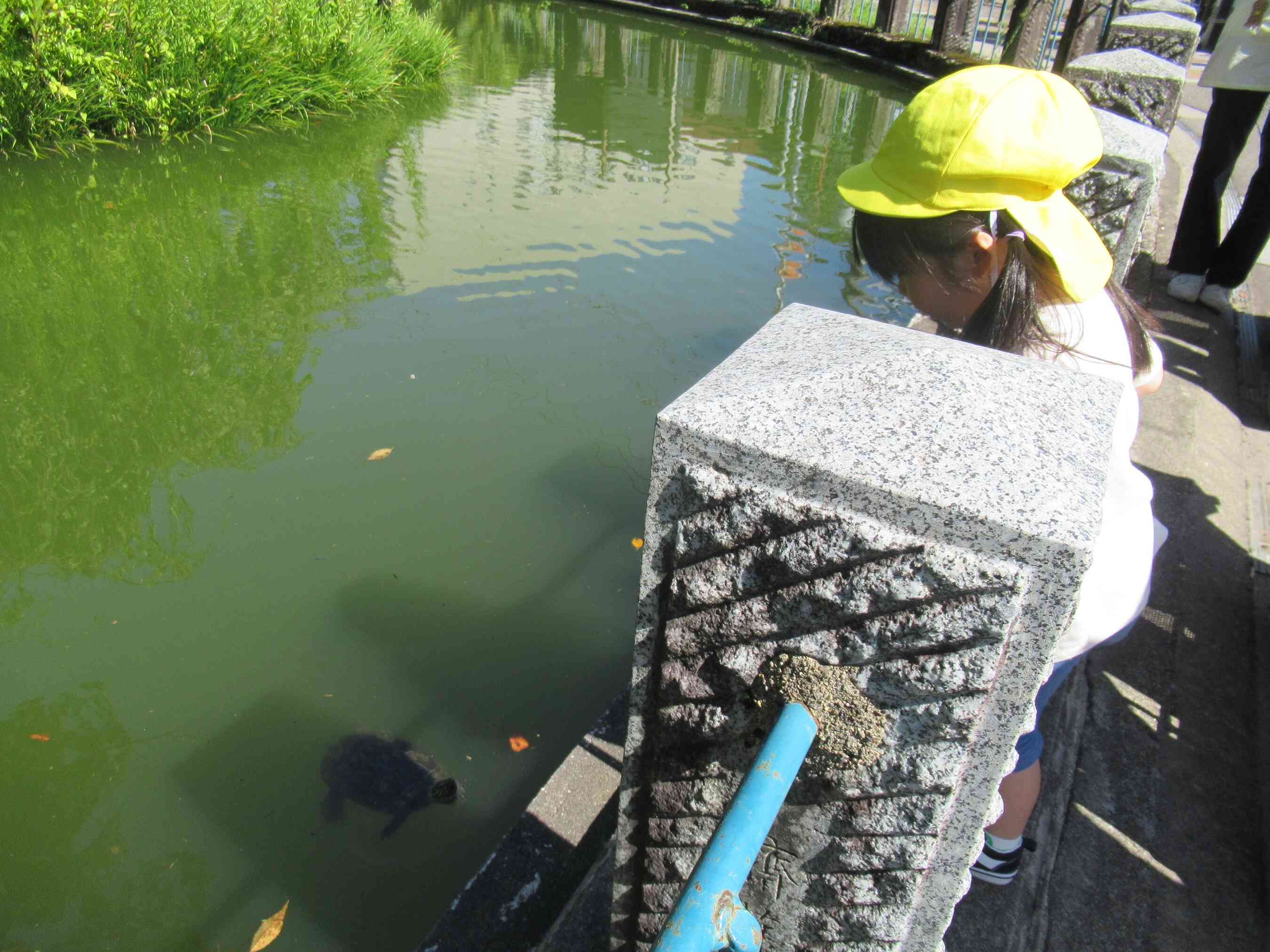 亀さん、こんにちはー☆