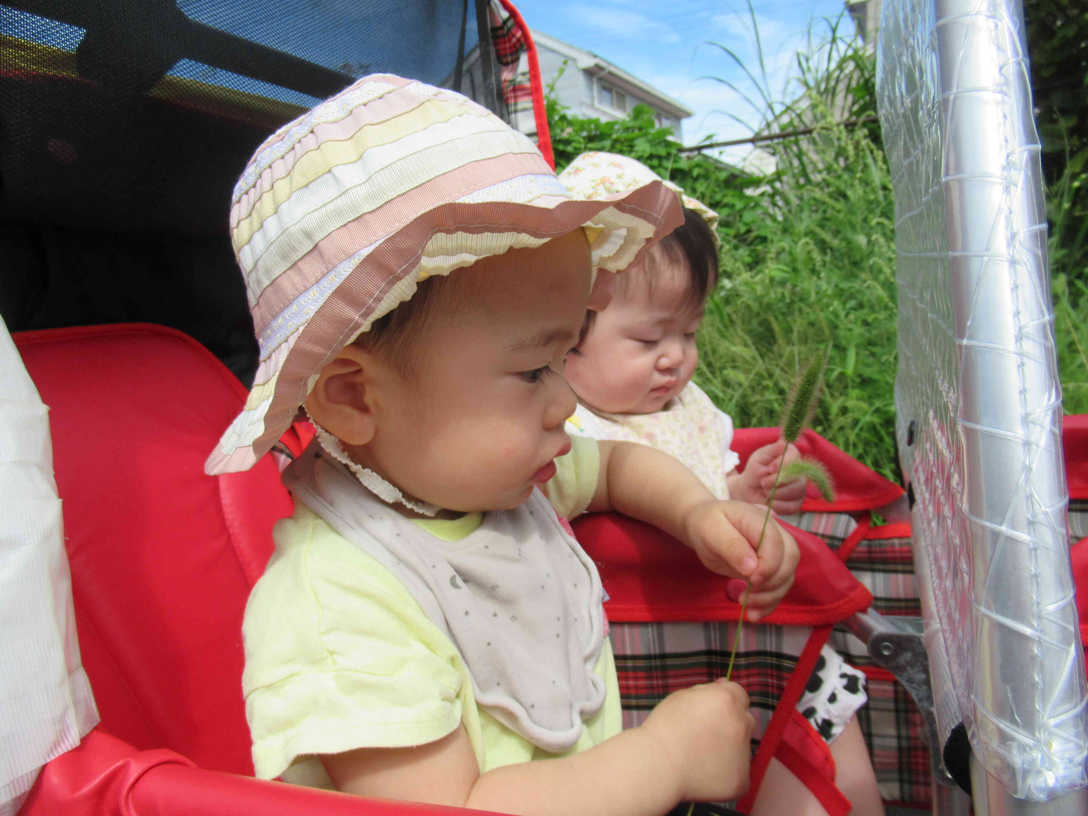 猫じゃらしの感触、気持ちいいね♪