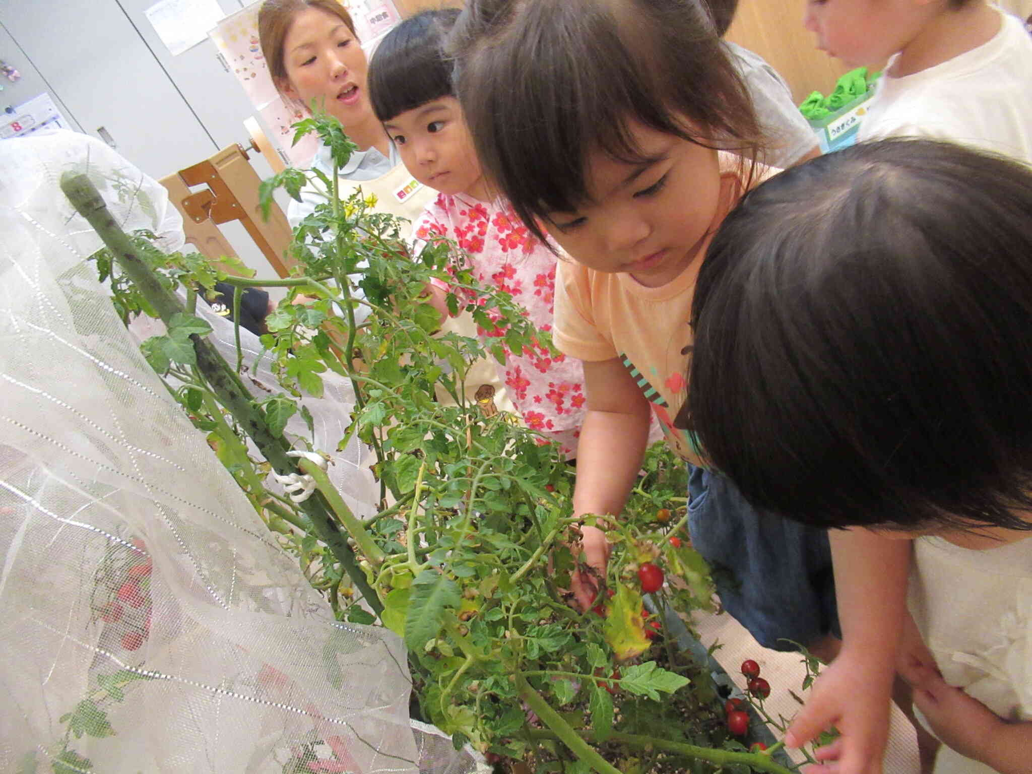 最後の夏野菜収穫★