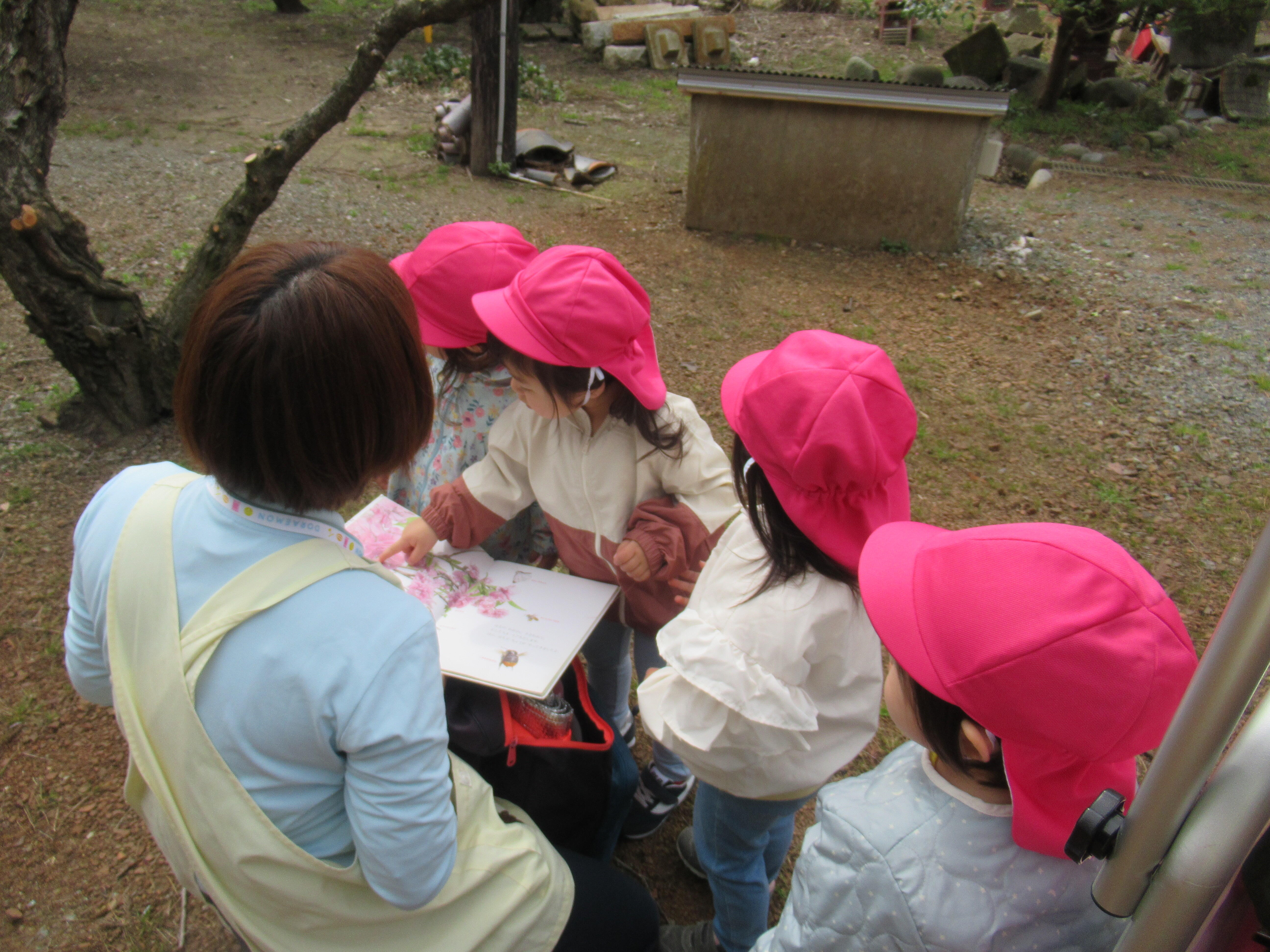 図鑑を見ながら、梅の花を見比べてみるよ！