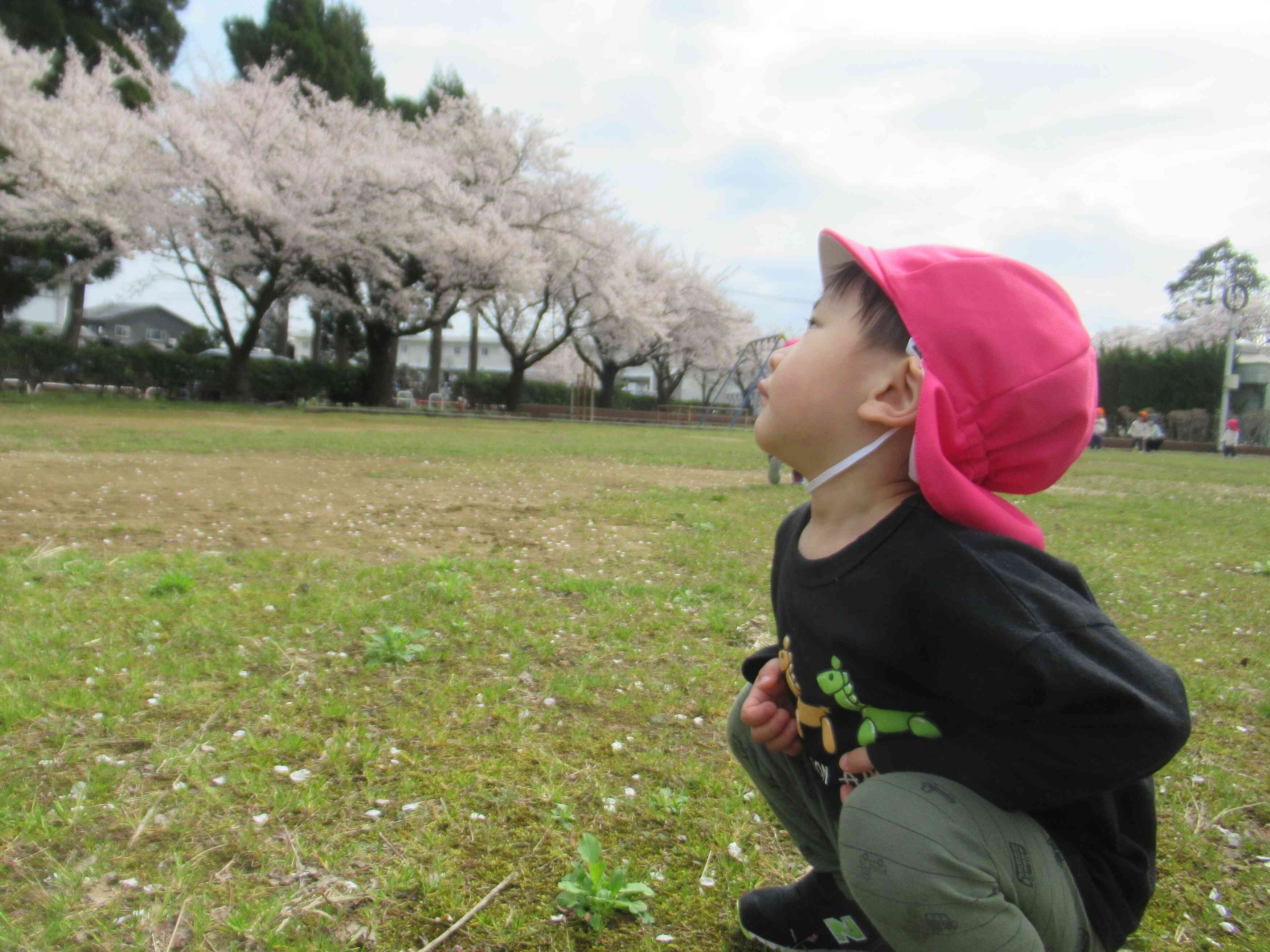 桜、綺麗だね