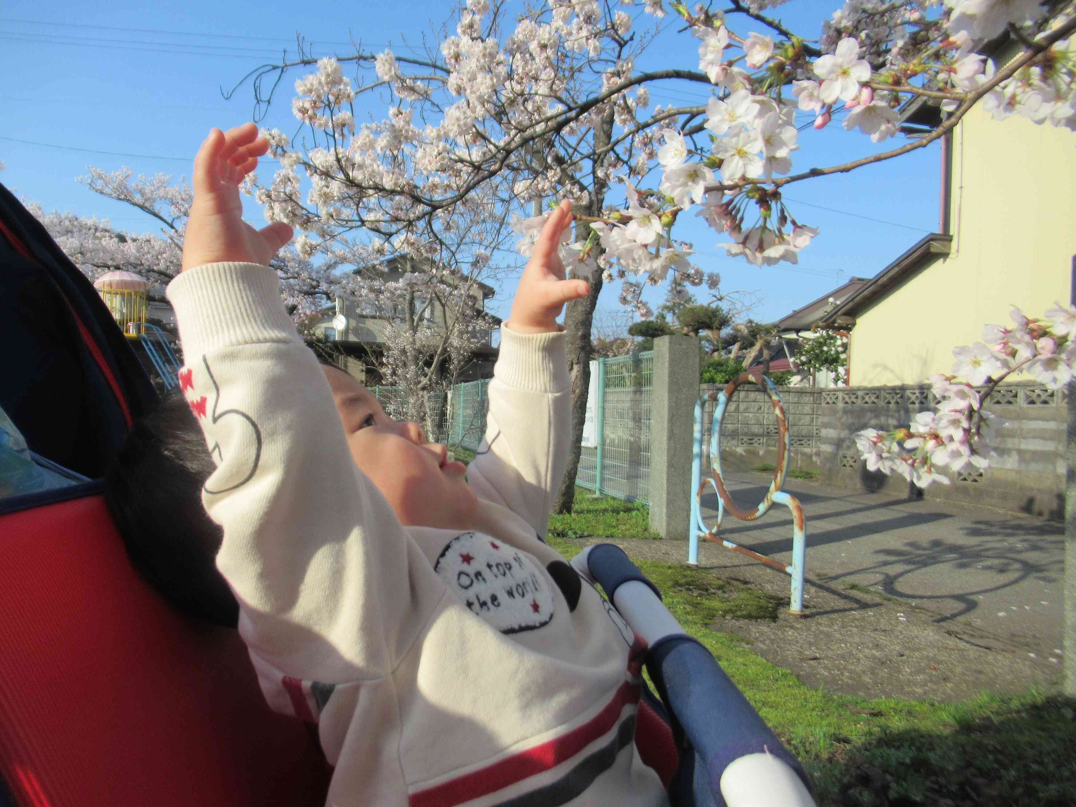 桜にタッチ!