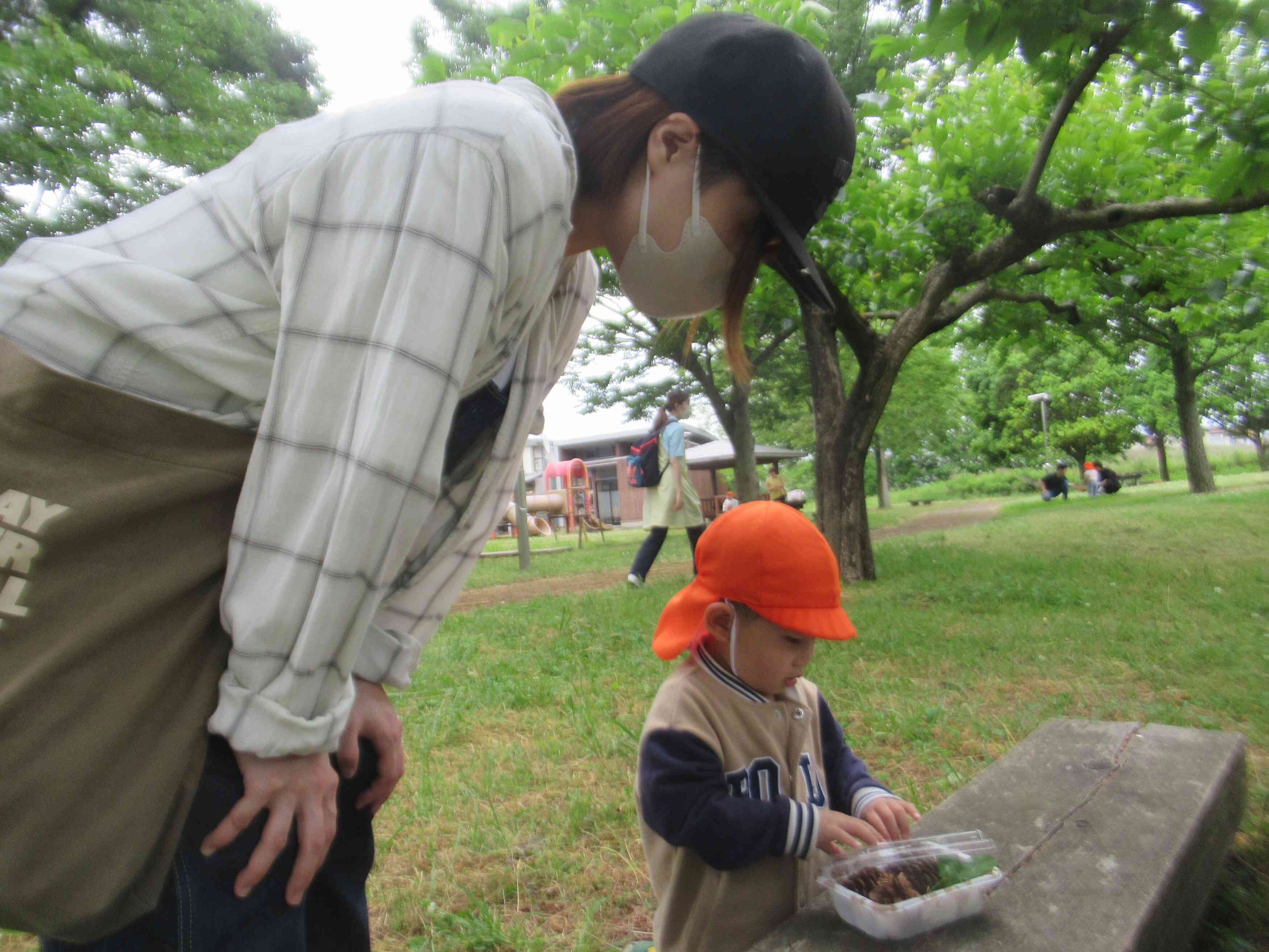 松ぼっくりのお弁当いかがですか?
