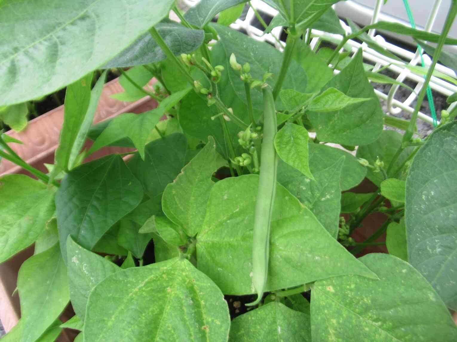 いんげんも大きくなってきたね！