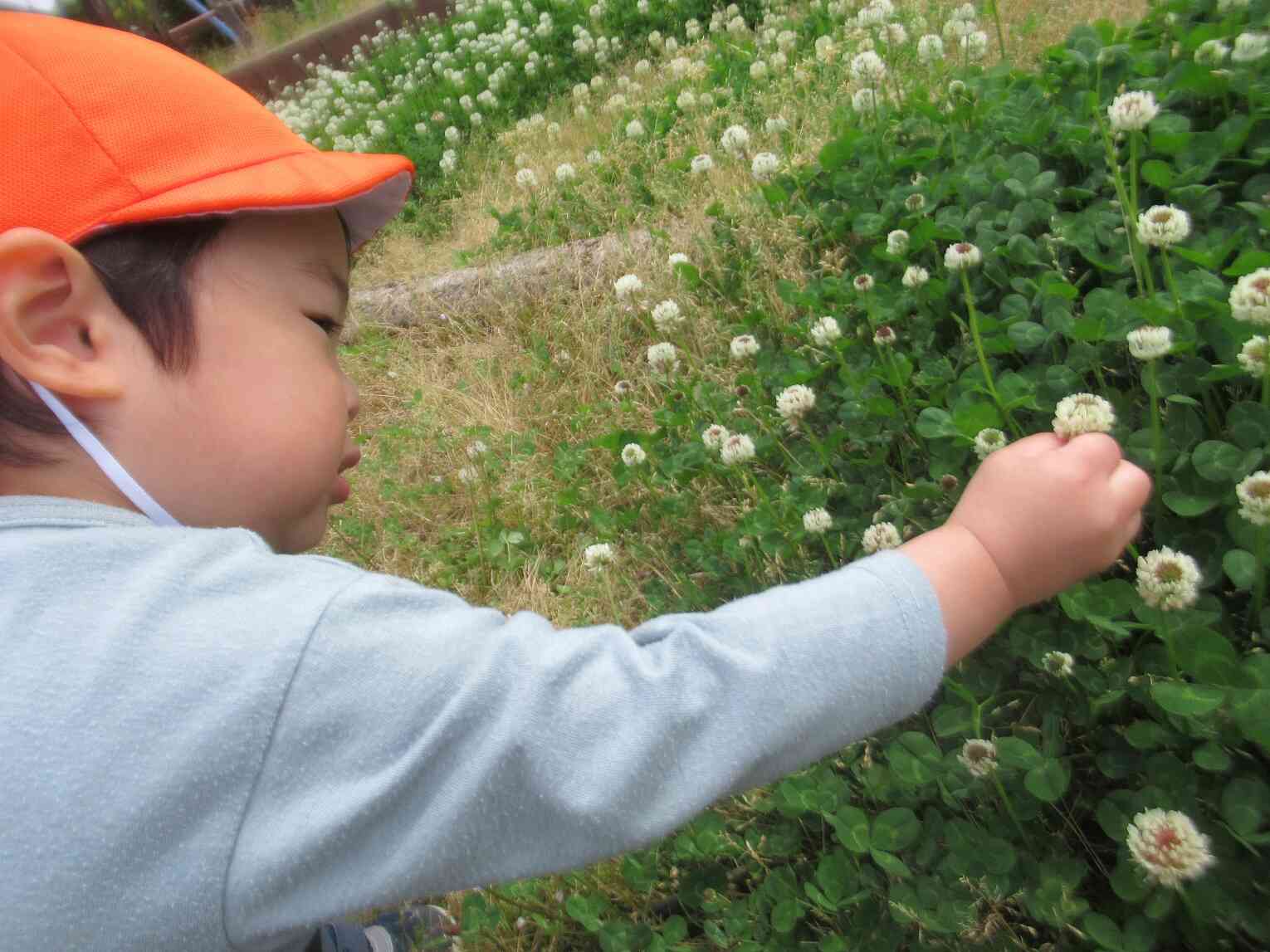可愛いお花もあるかな？