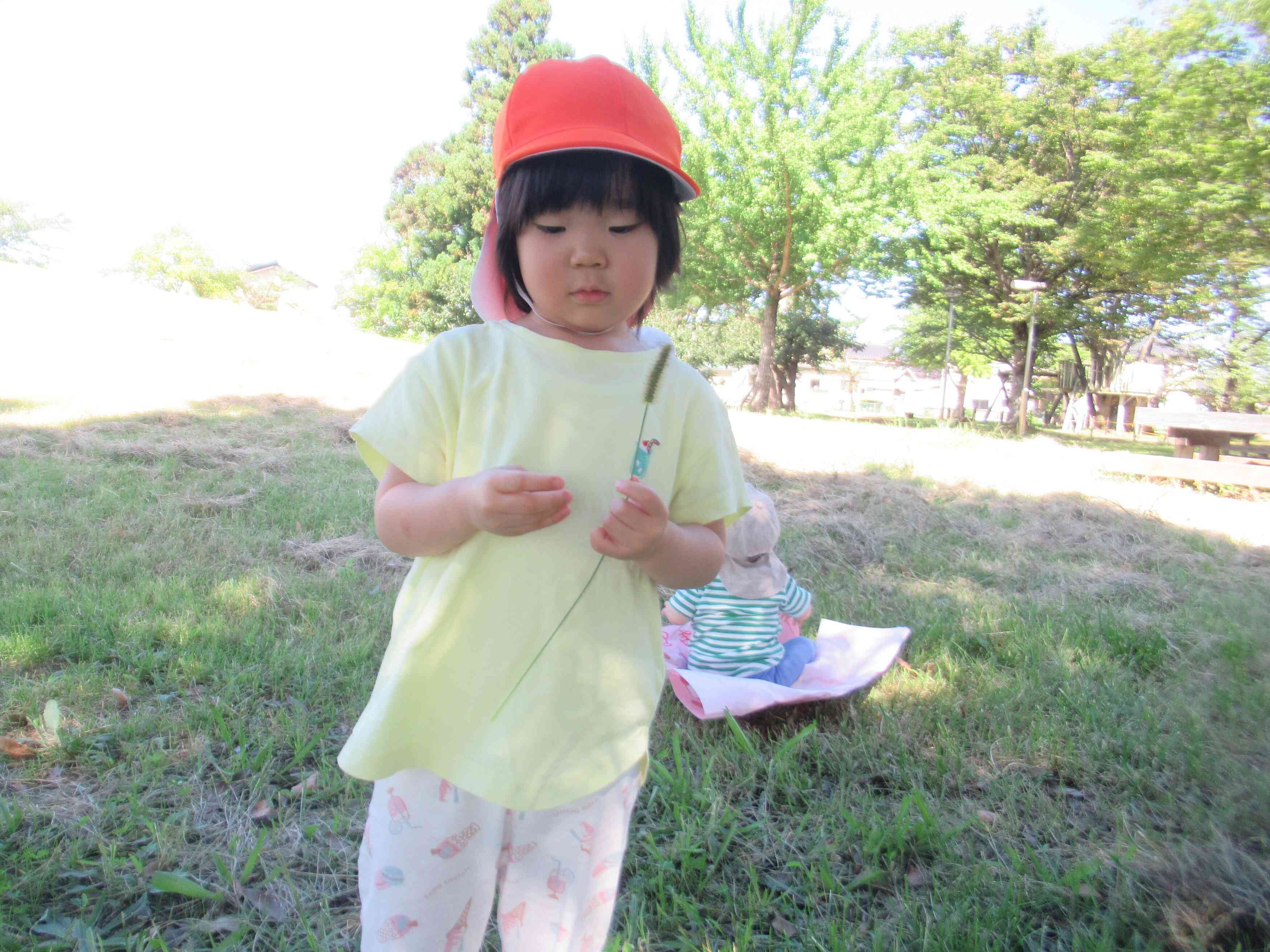 猫じゃらしも見つけたよ!