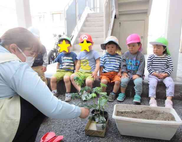 オクラとトマトの苗植えをしました！