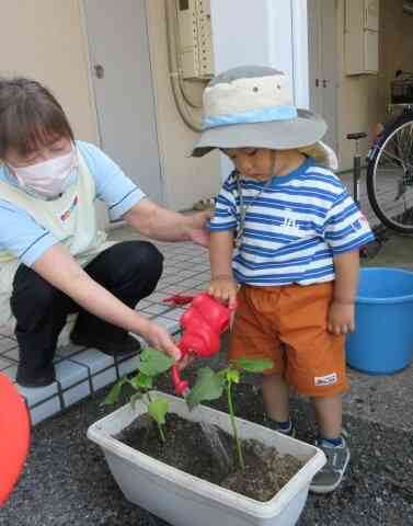 オクラを植えました。
