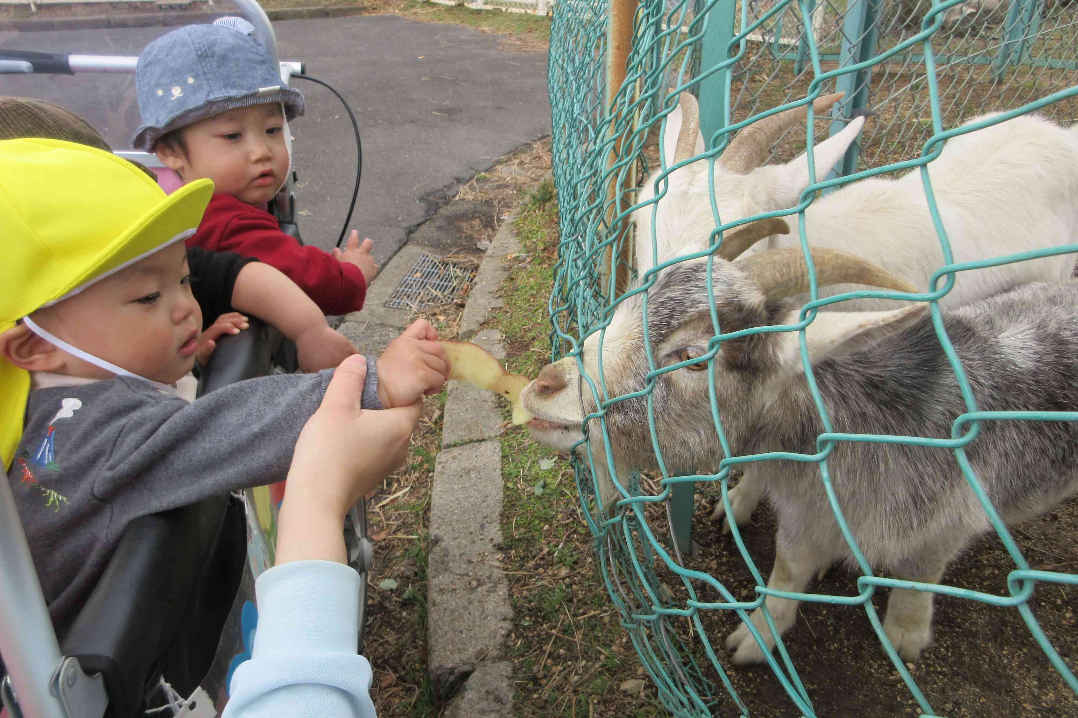 ヤギにえさやりをしました。